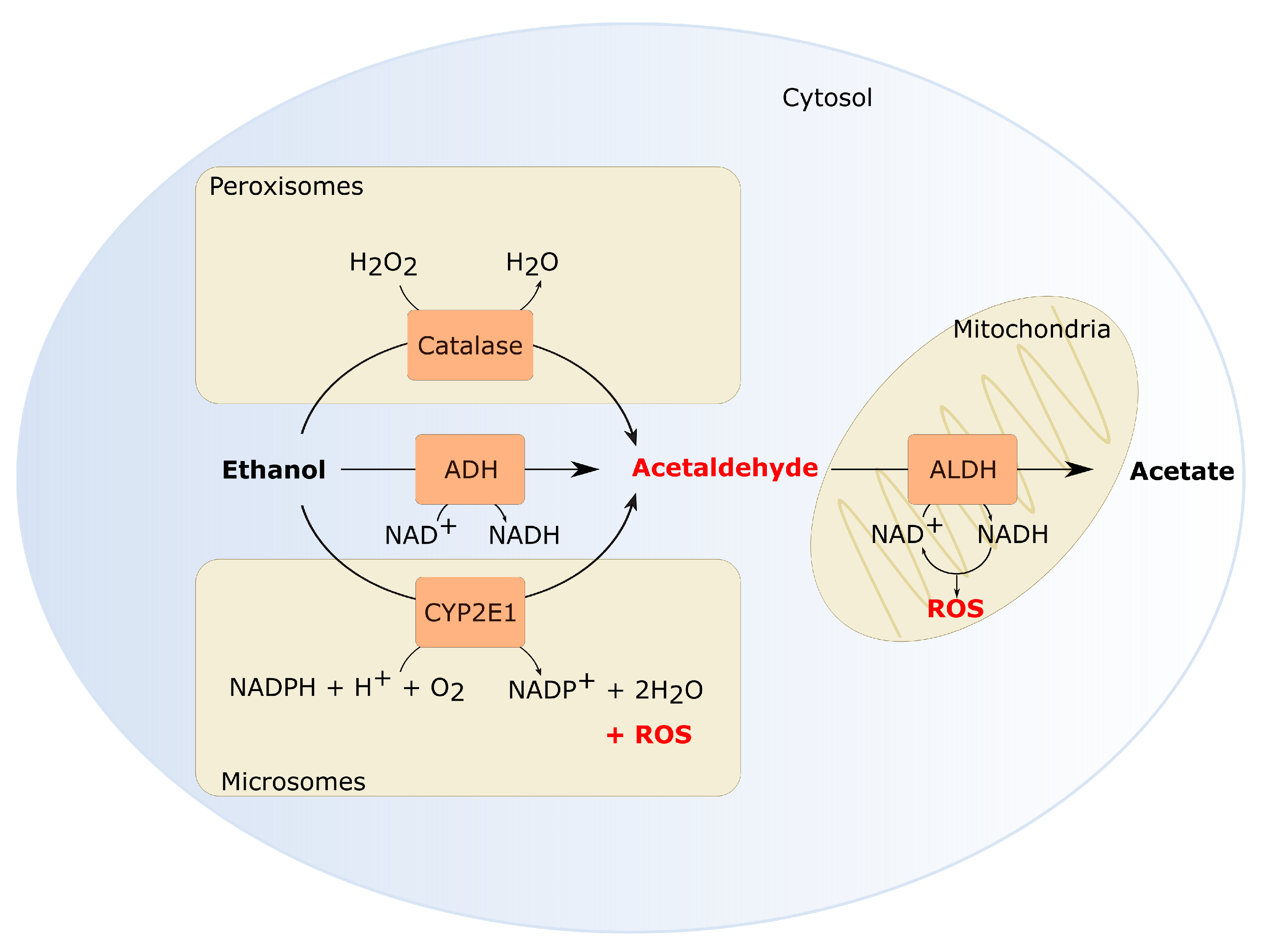 Cancers 13 03846 g001 Cancers 13 03846 g001