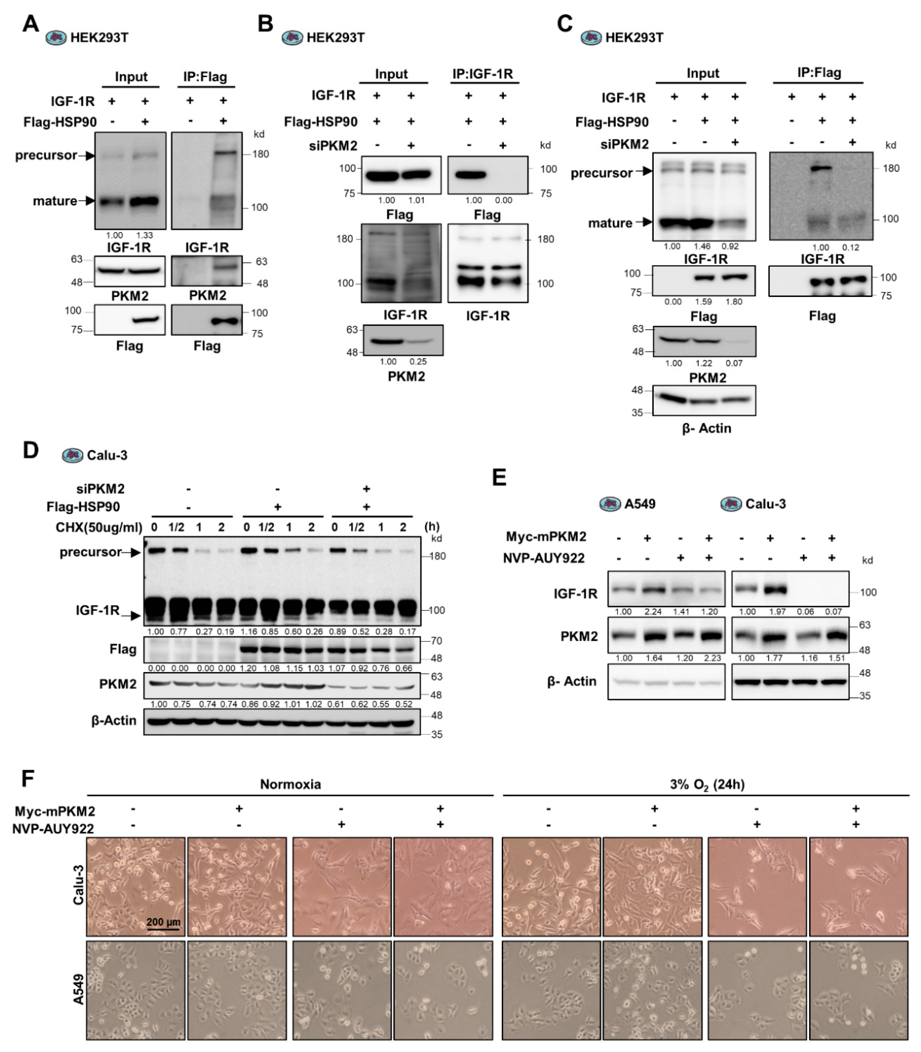 Cancers 13 03850 g004