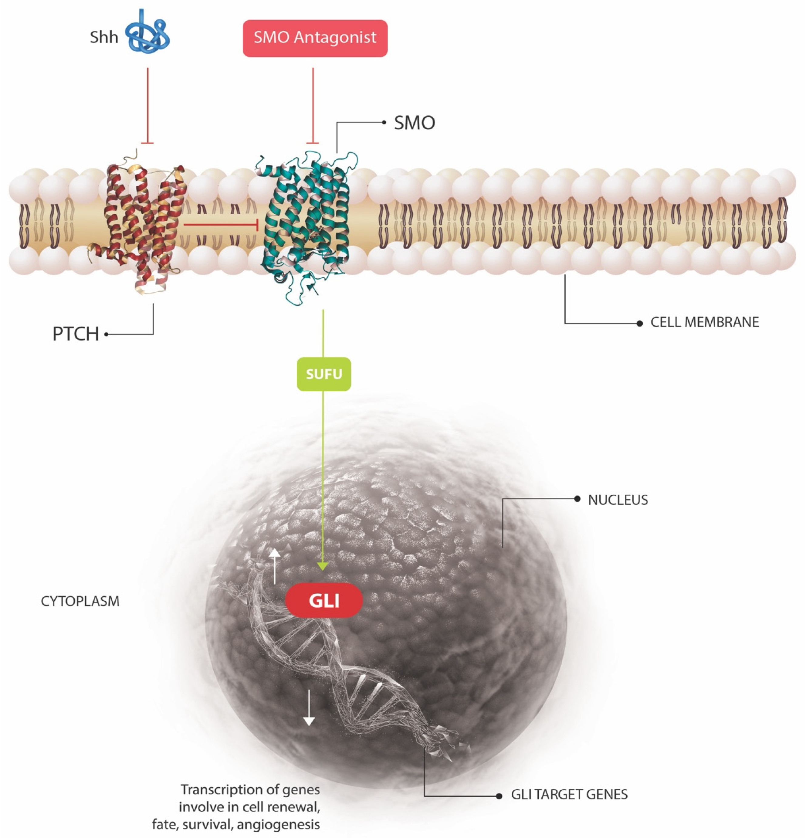 Cancers 13 03870 g001