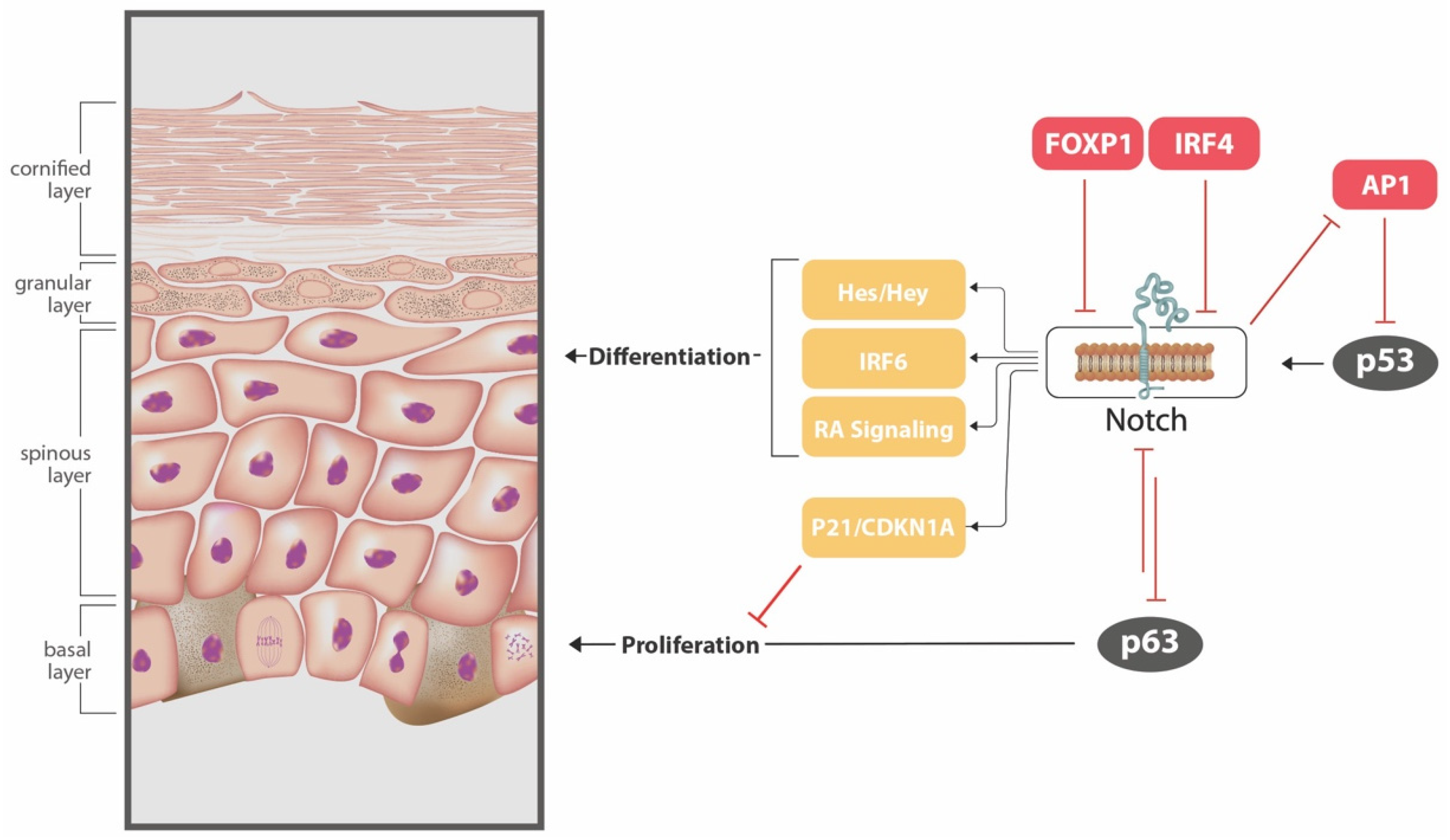 Cancers 13 03870 g002