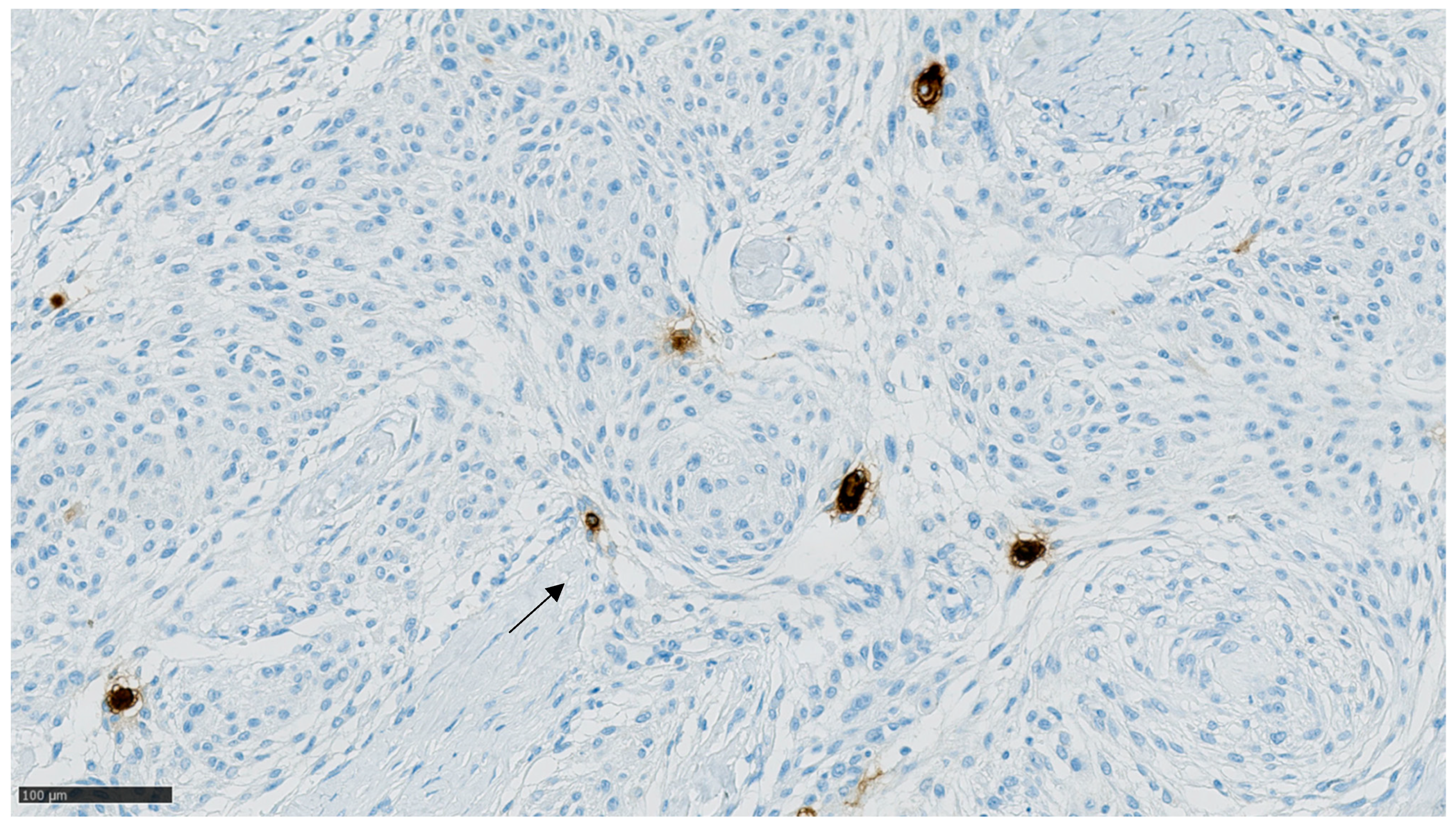 Cancers 13 03879 g002