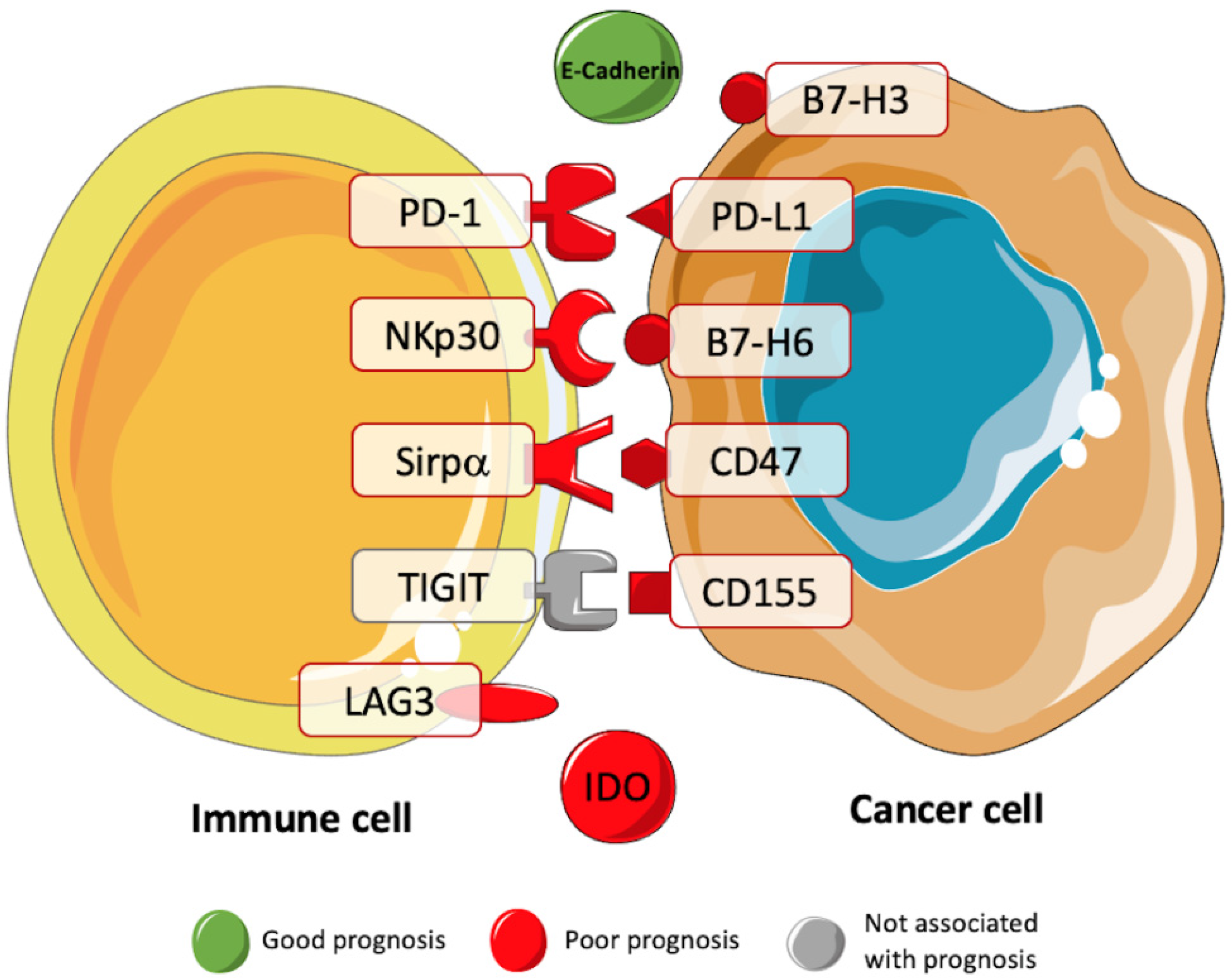Cancers 13 03885 g002