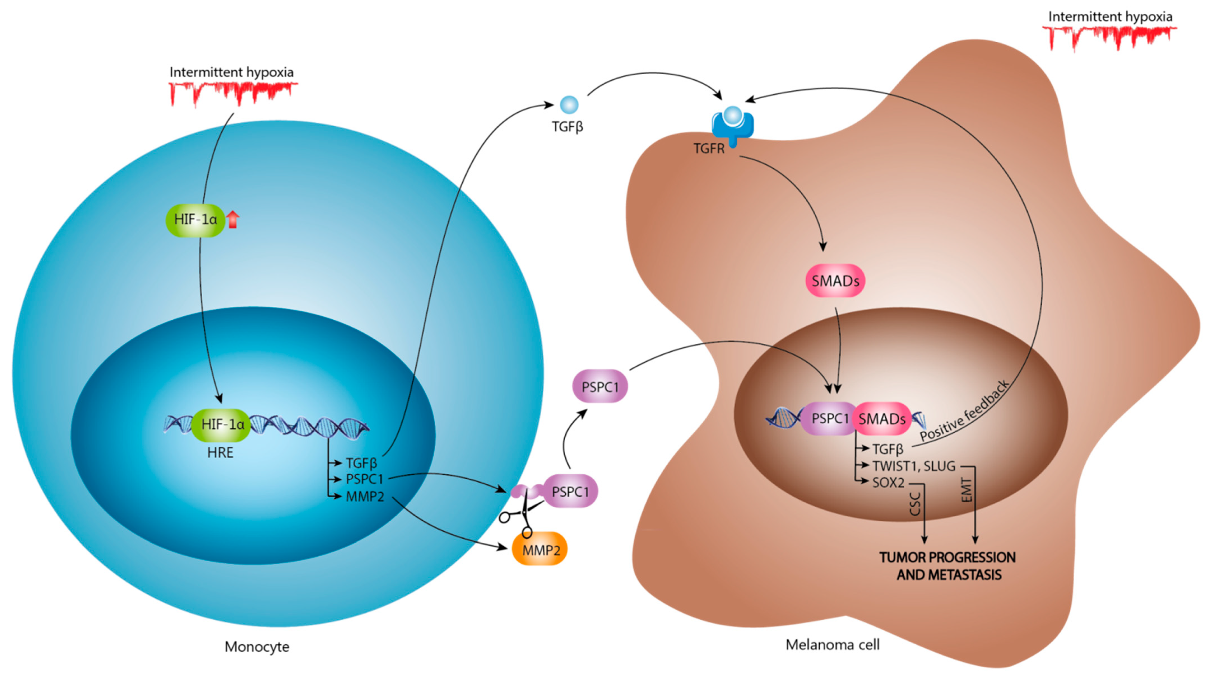 Cancers 13 03888 g006