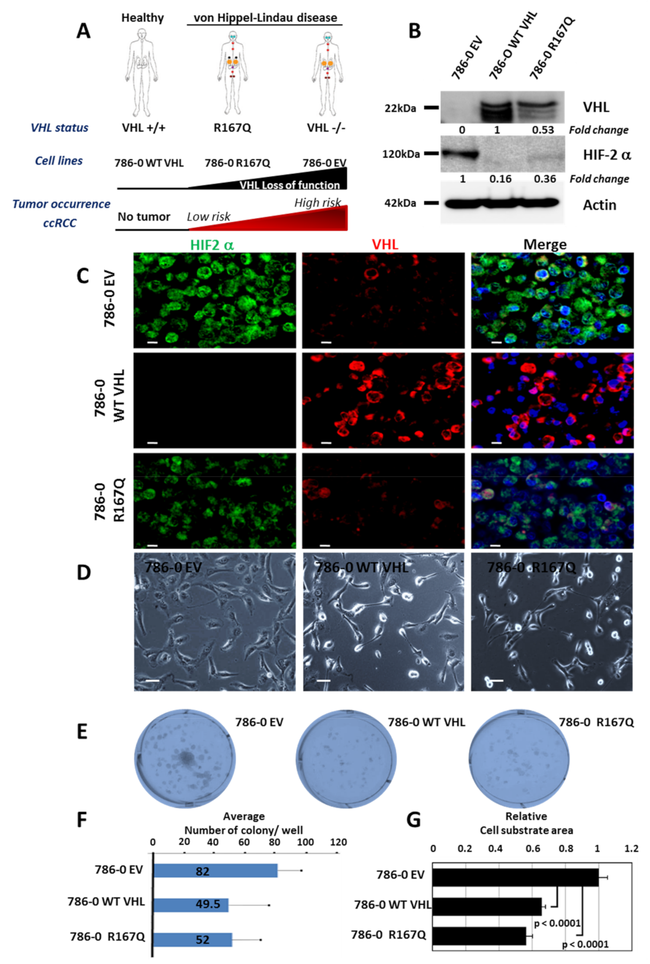 Cancers 13 03897 g001