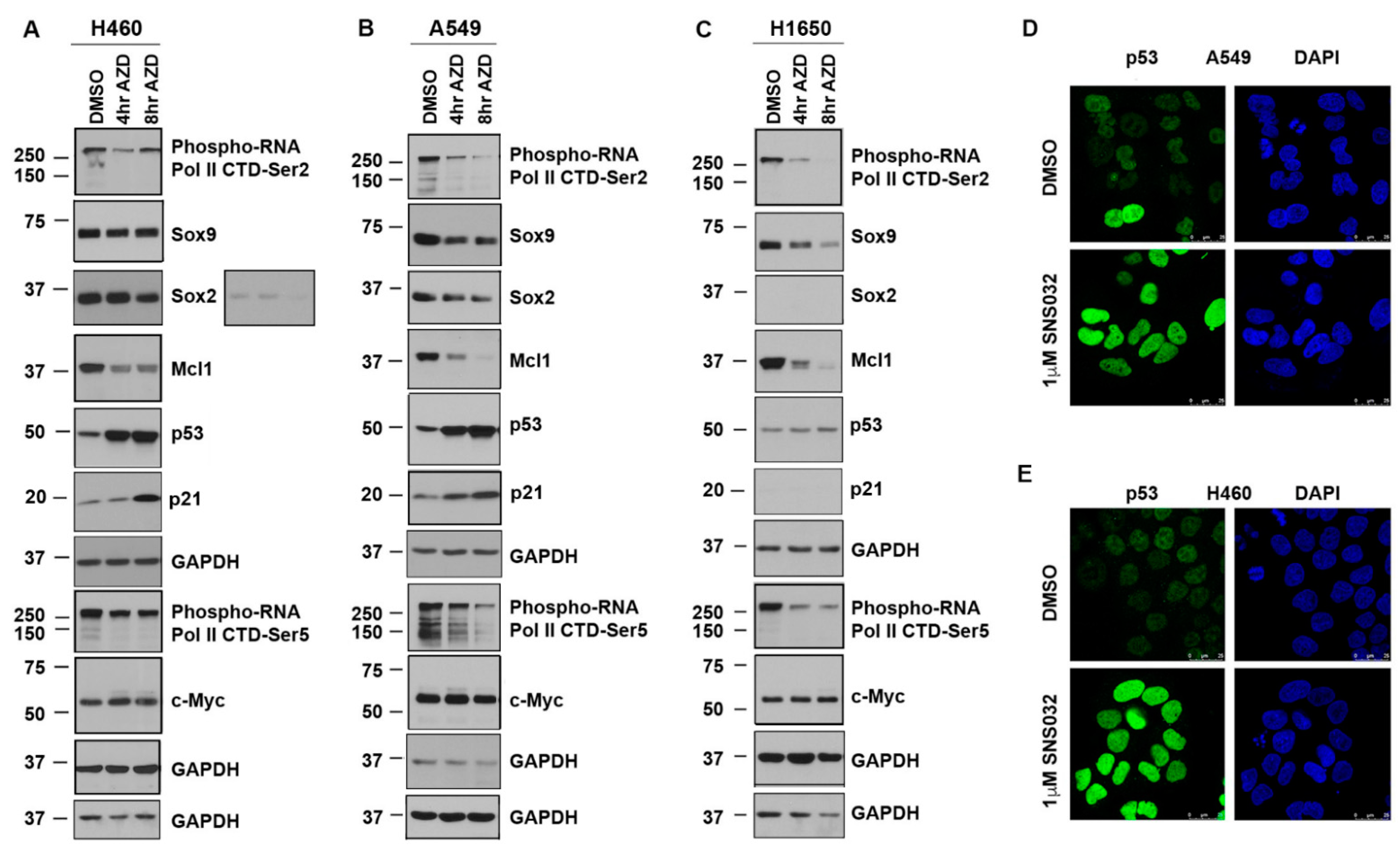 Cancers 13 03906 g002