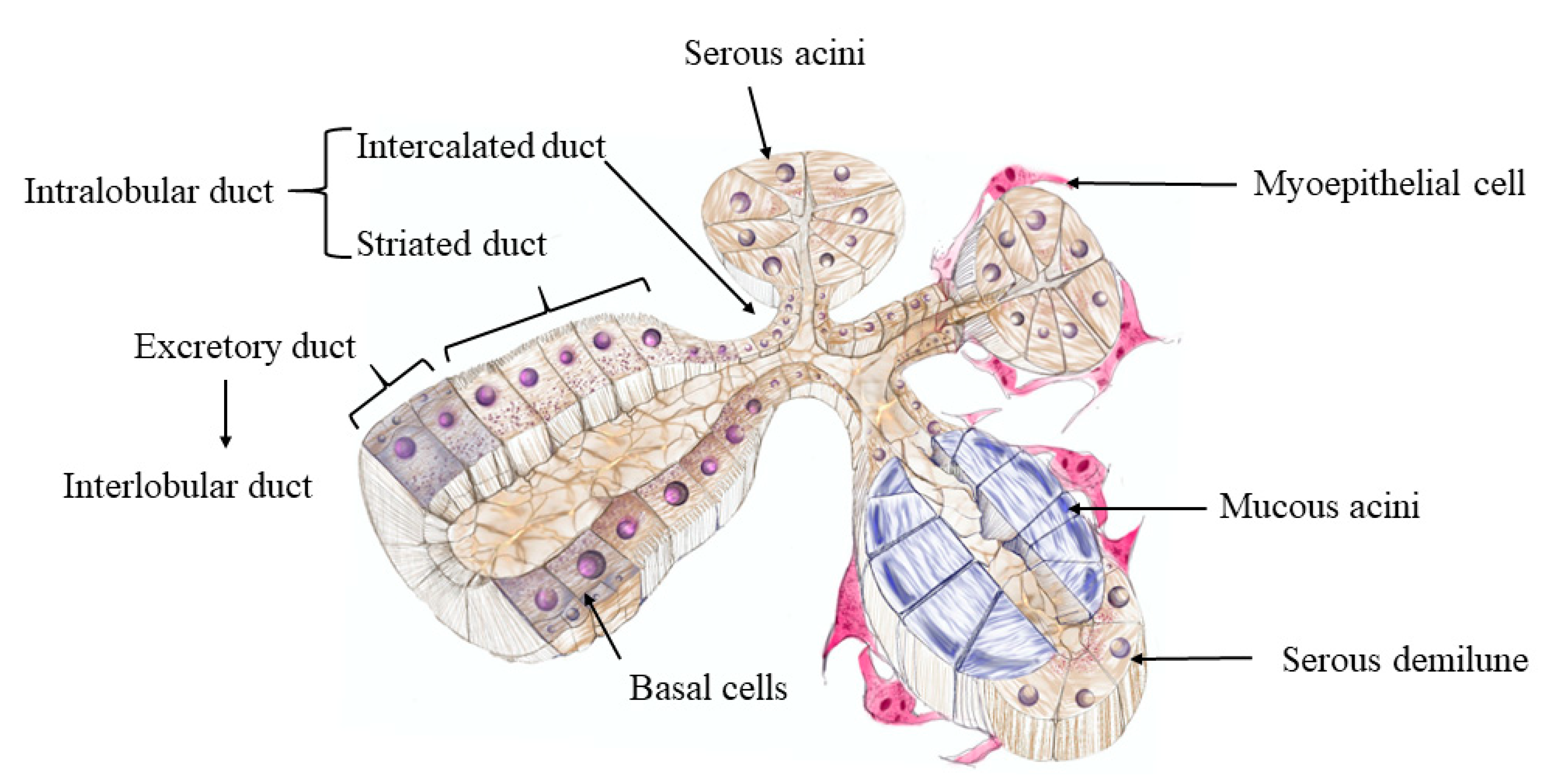Cancers 13 03910 g001