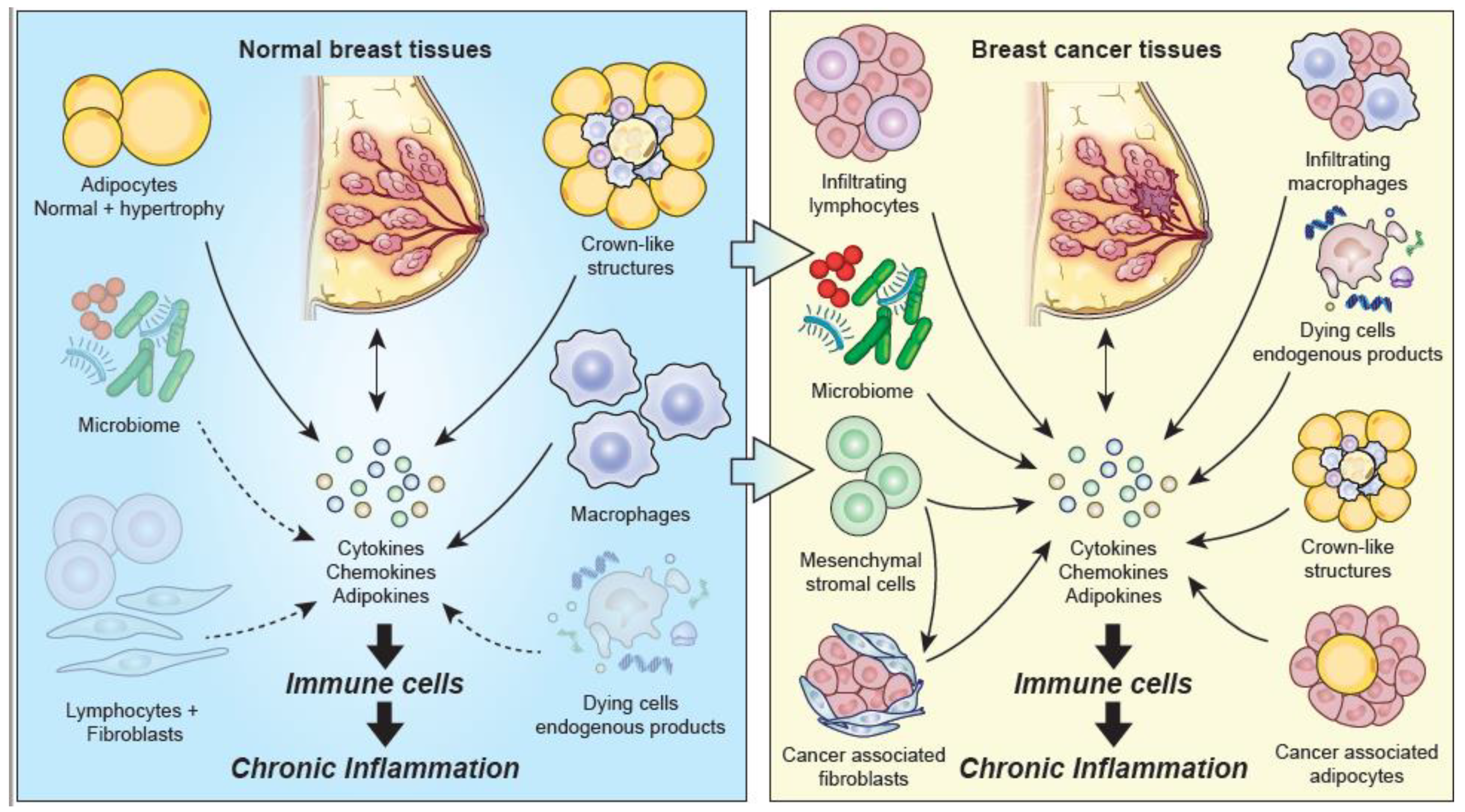 Cancers 13 03918 g001