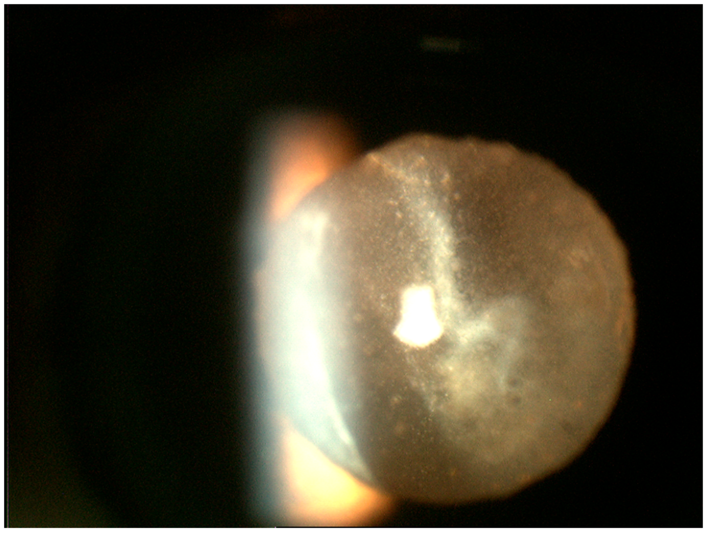 Cancers 13 03921 g001