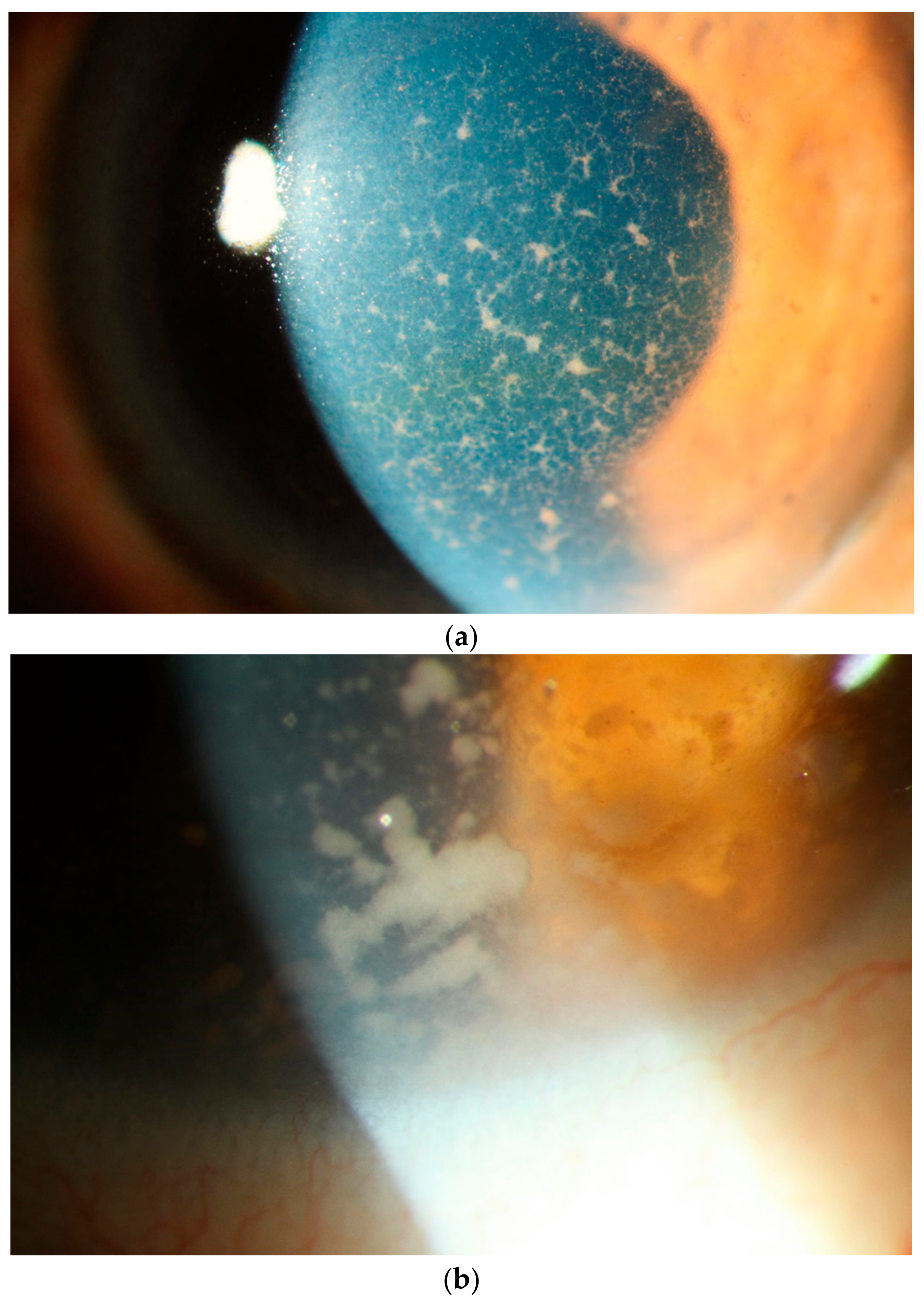 Cancers 13 03921 g007