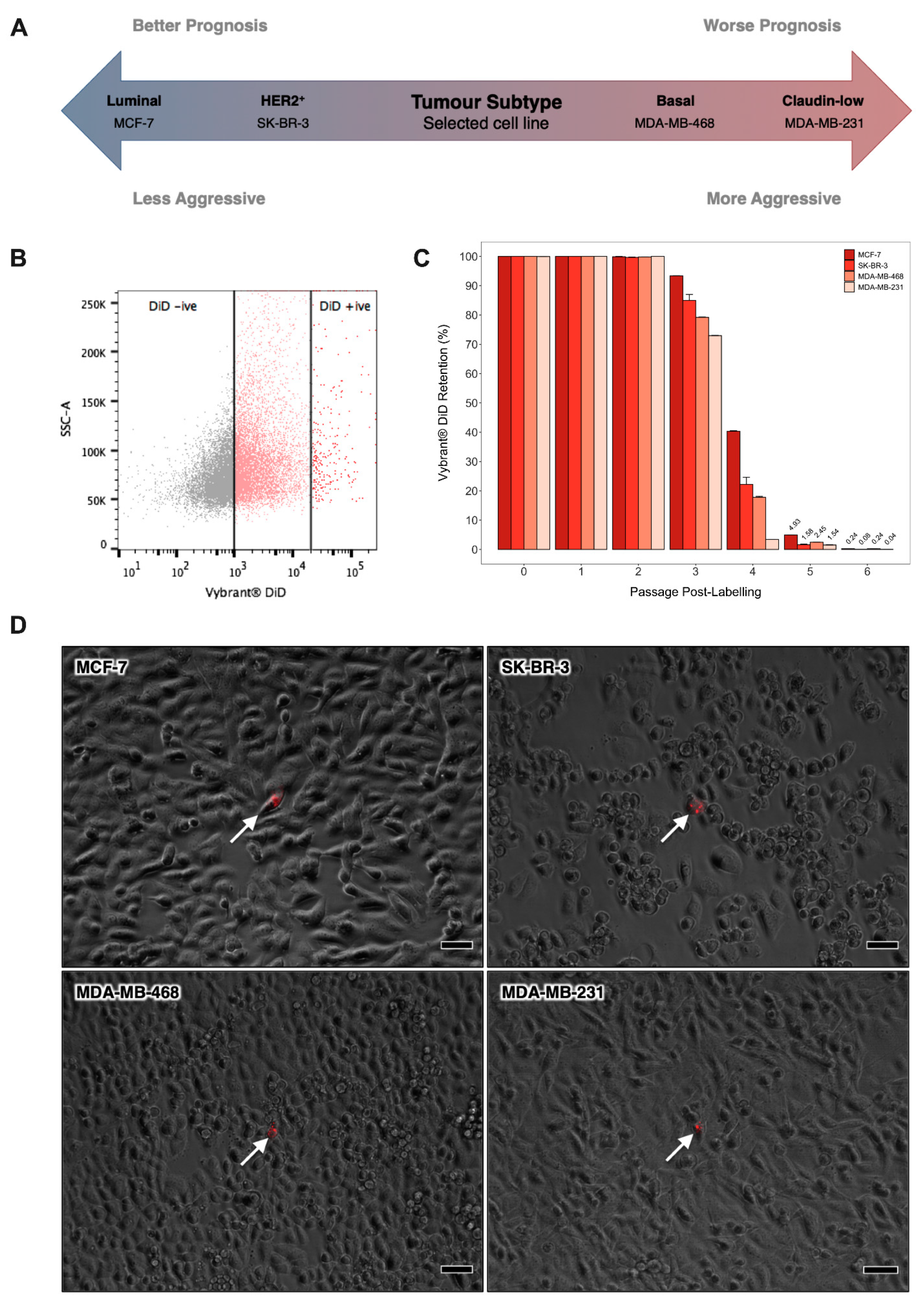 Cancers 13 03922 g001