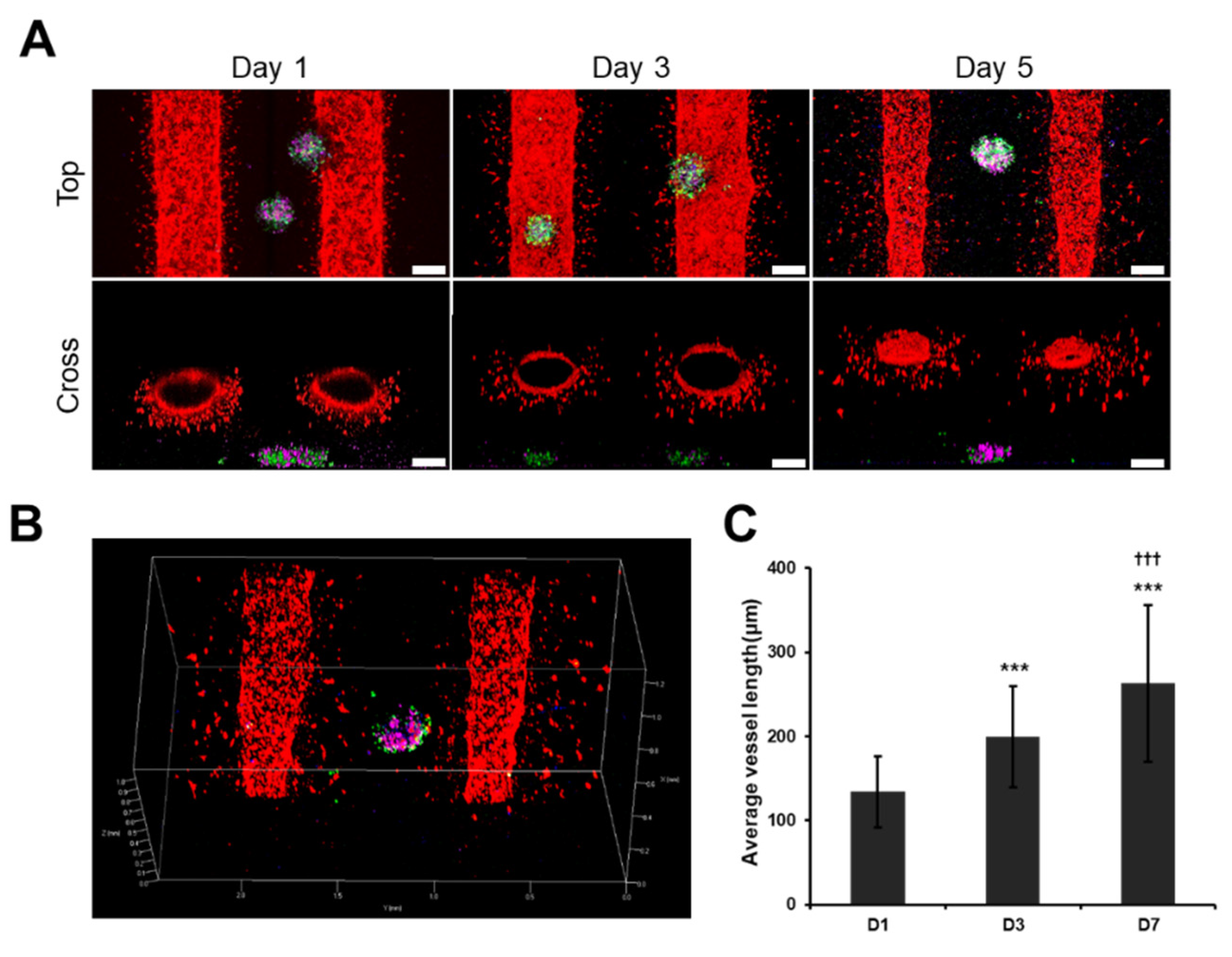 Cancers 13 03930 g005