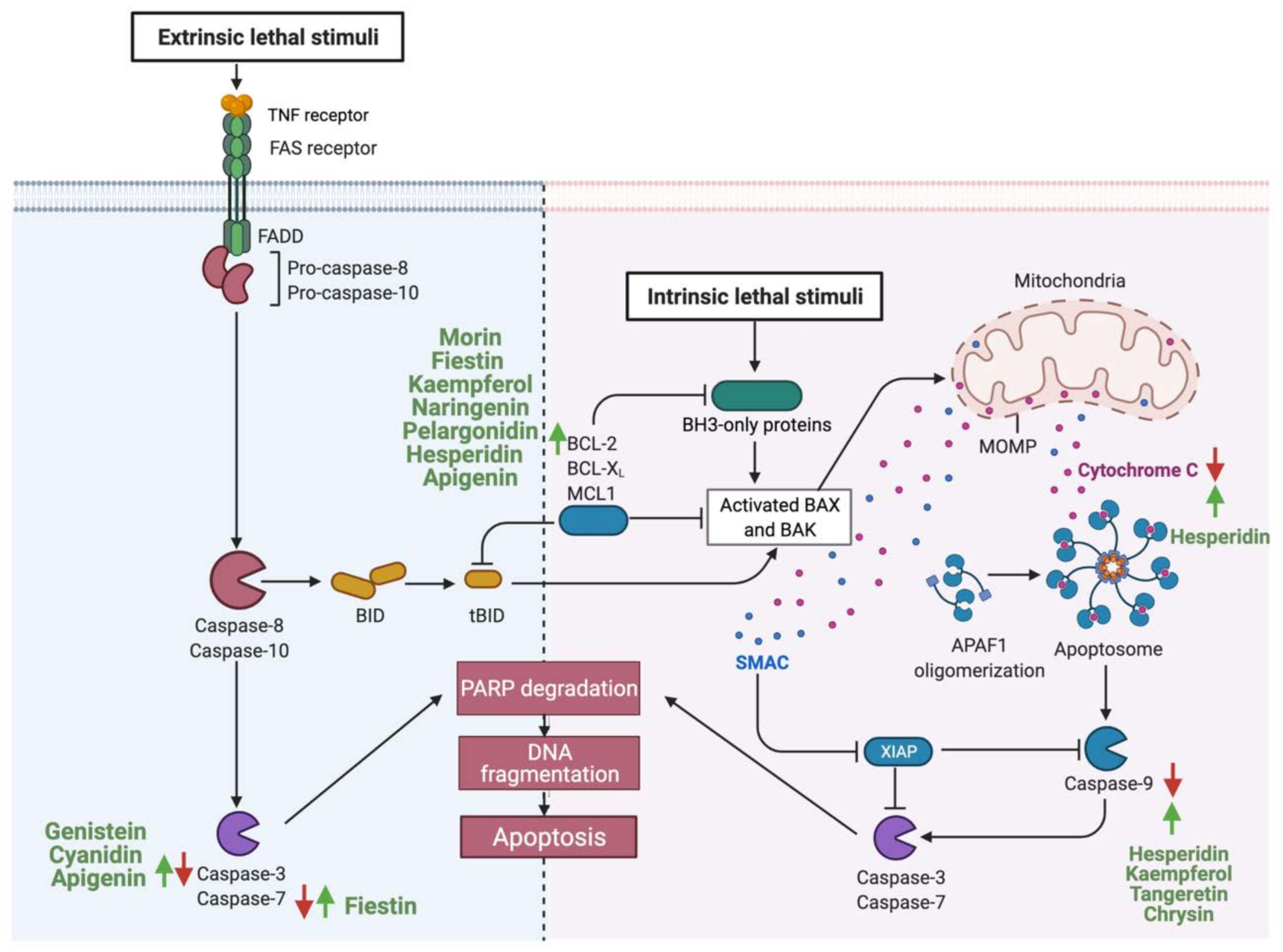 Cancers 13 03934 g003