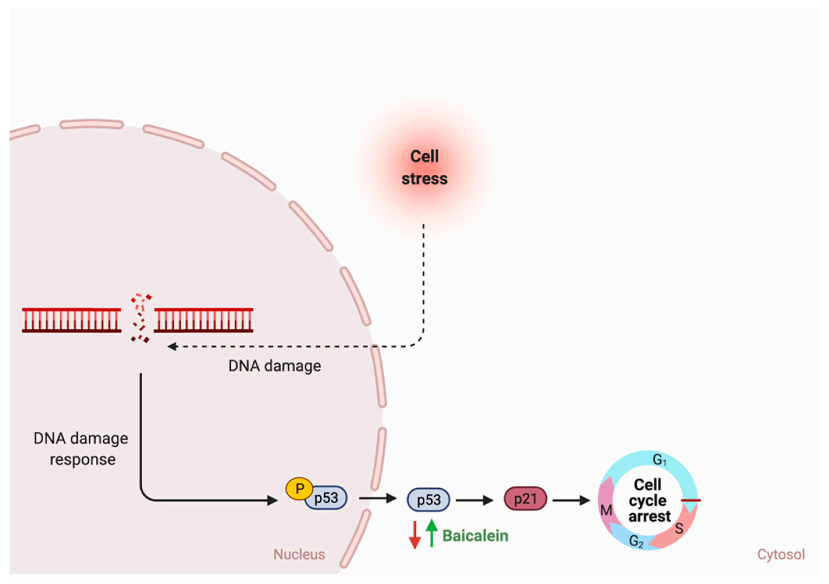 Cancers 13 03934 g009