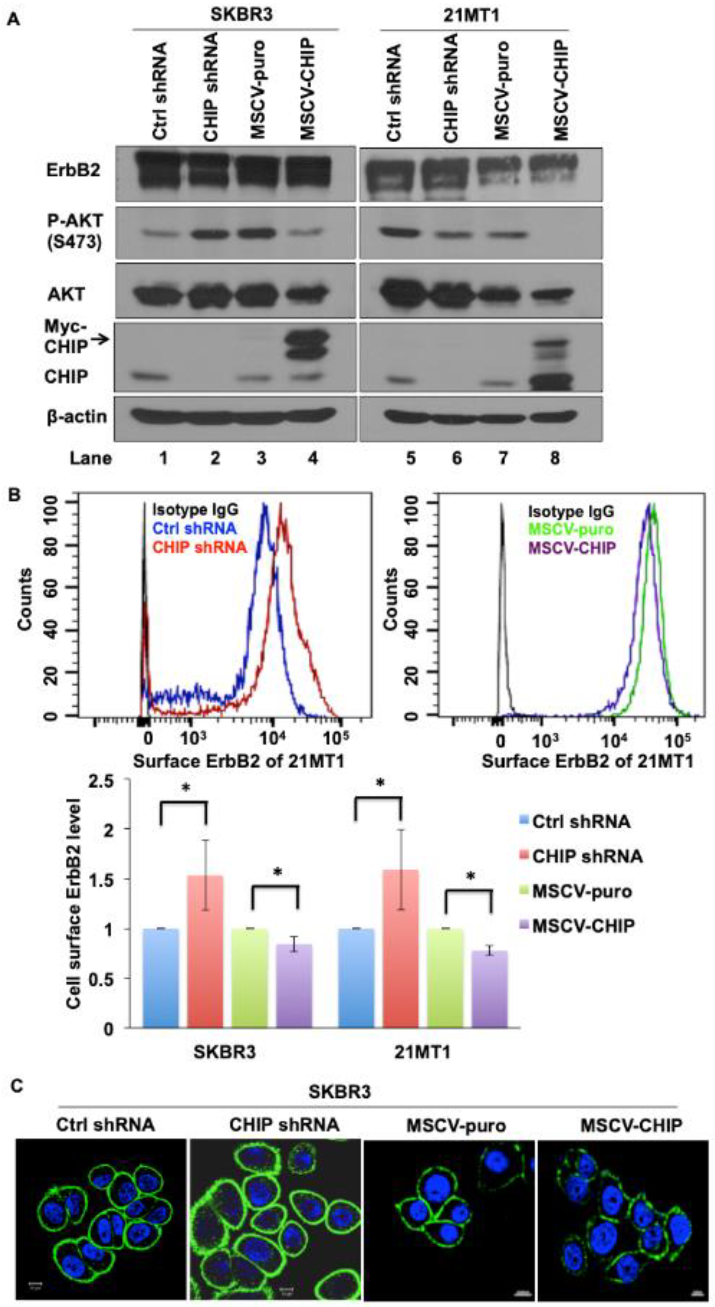Cancers 13 03936 g001