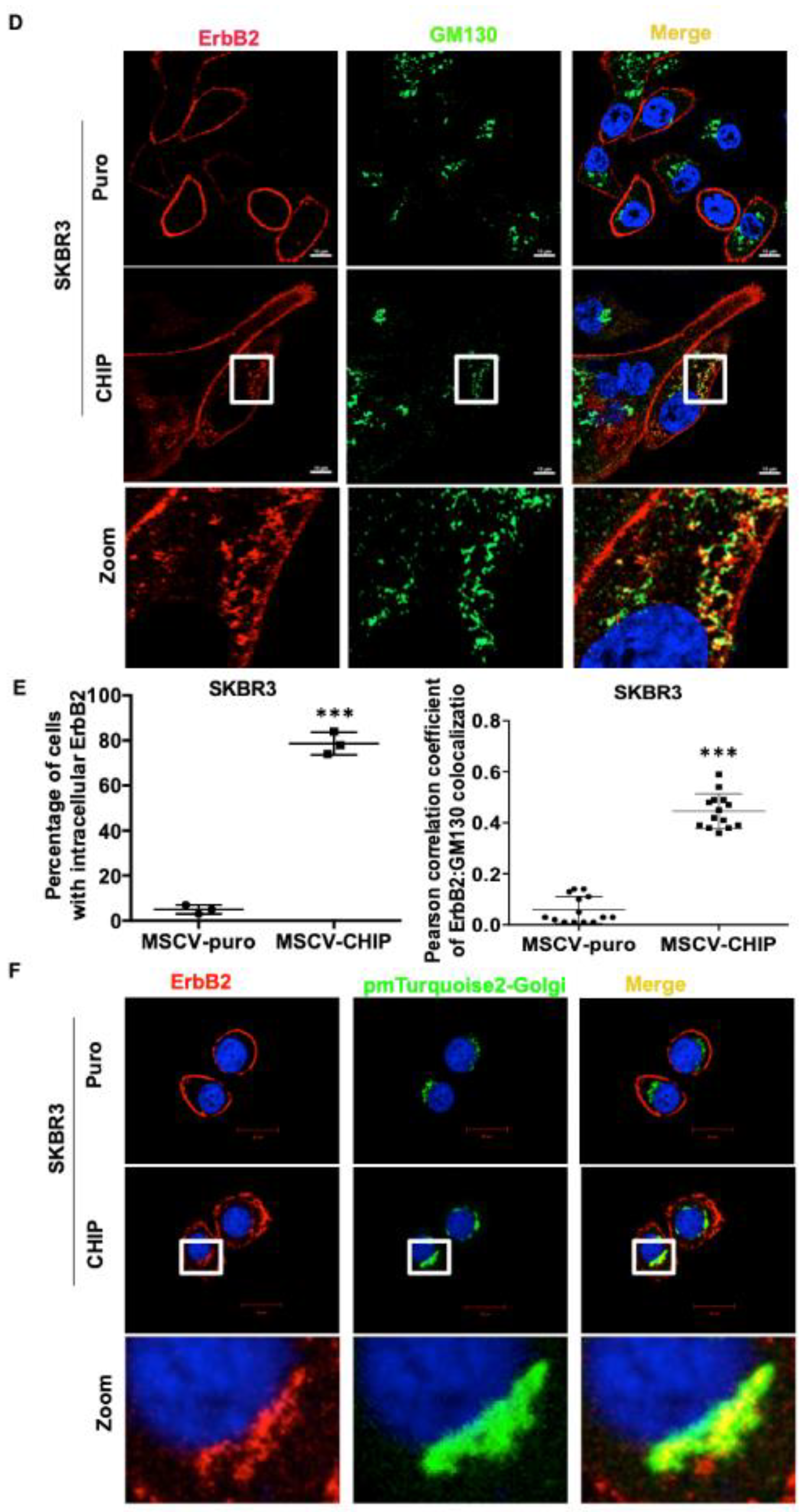 Cancers 13 03936 g003b