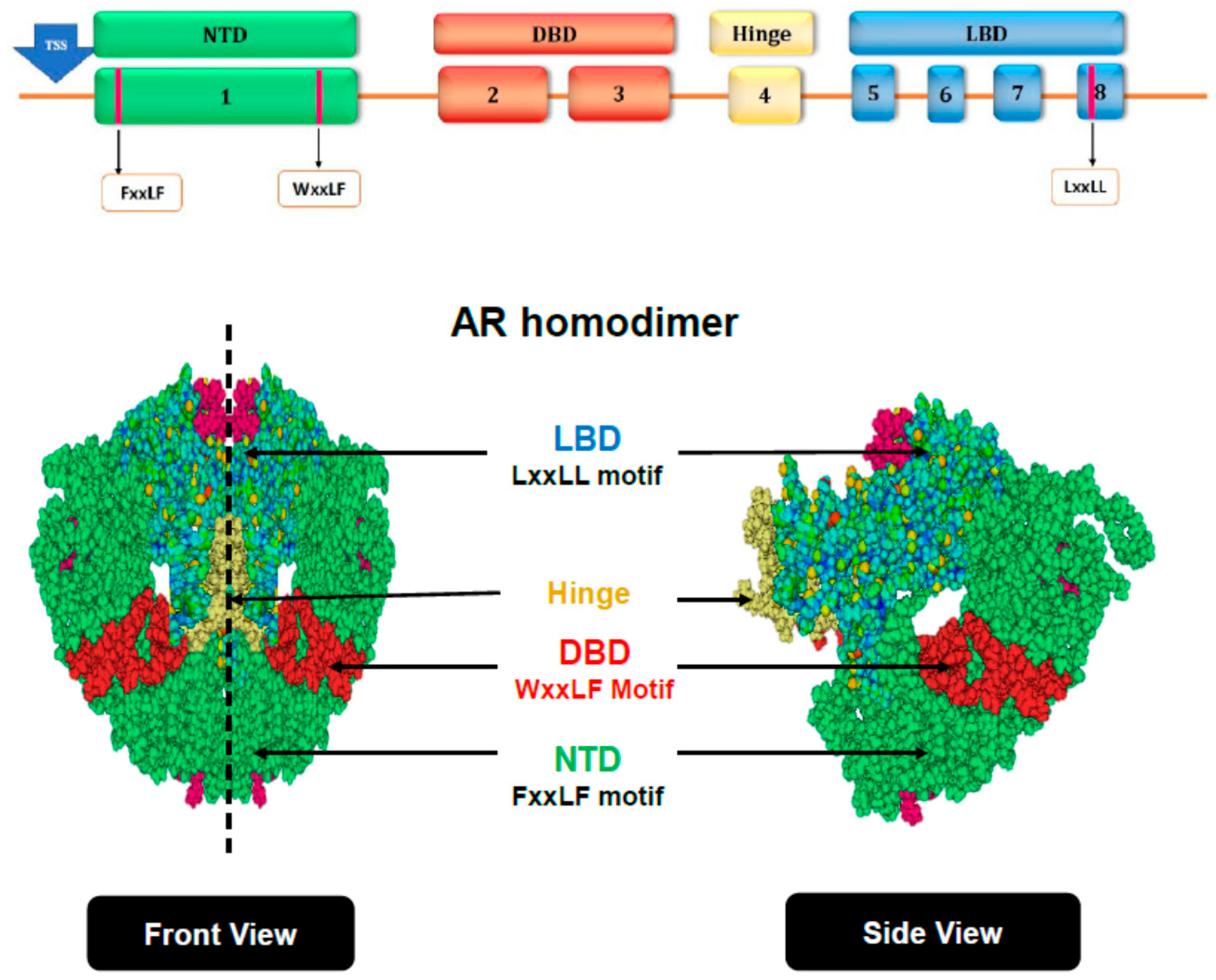 Cancers 13 03947 g001