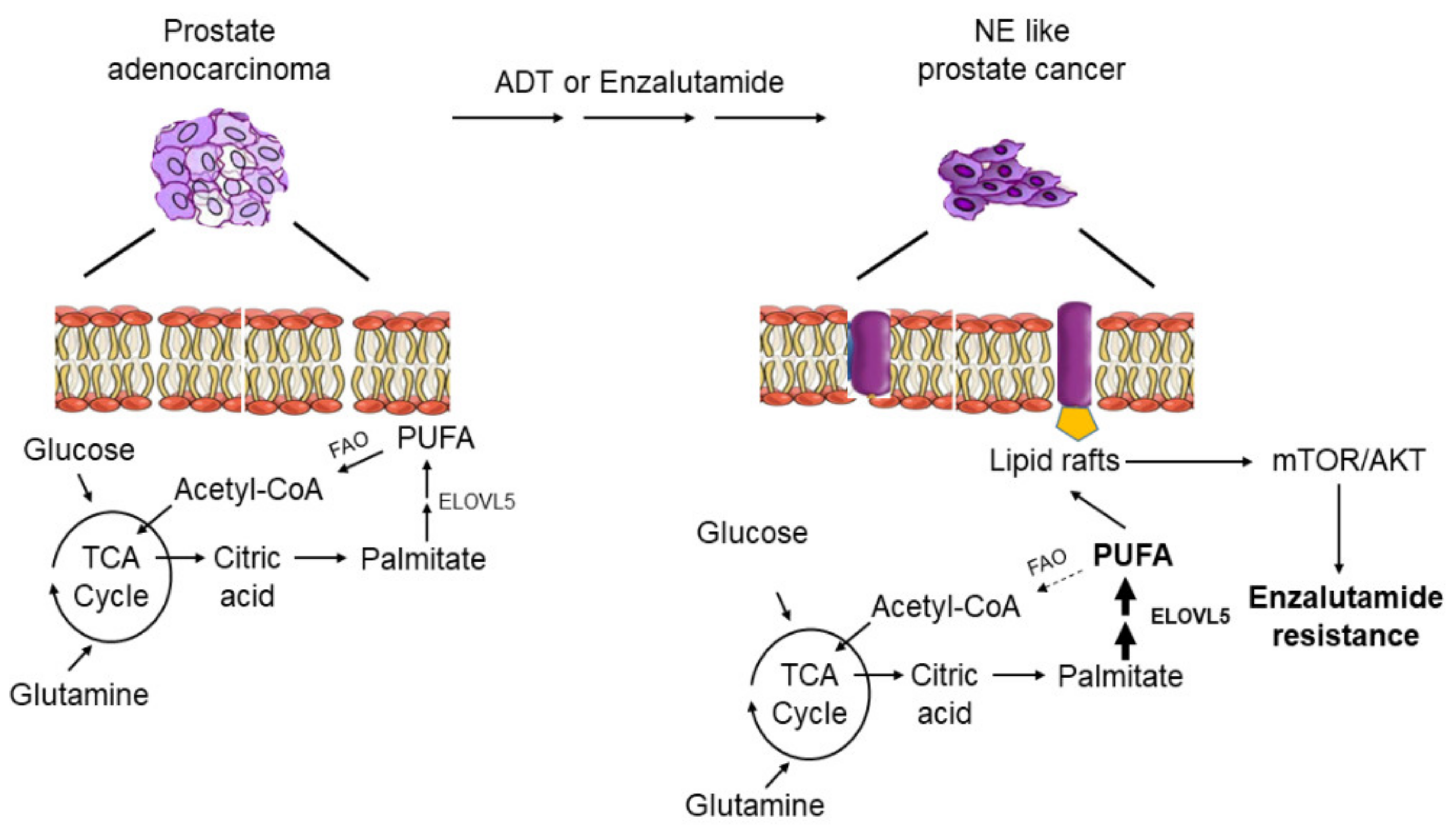 Cancers 13 03957 g005