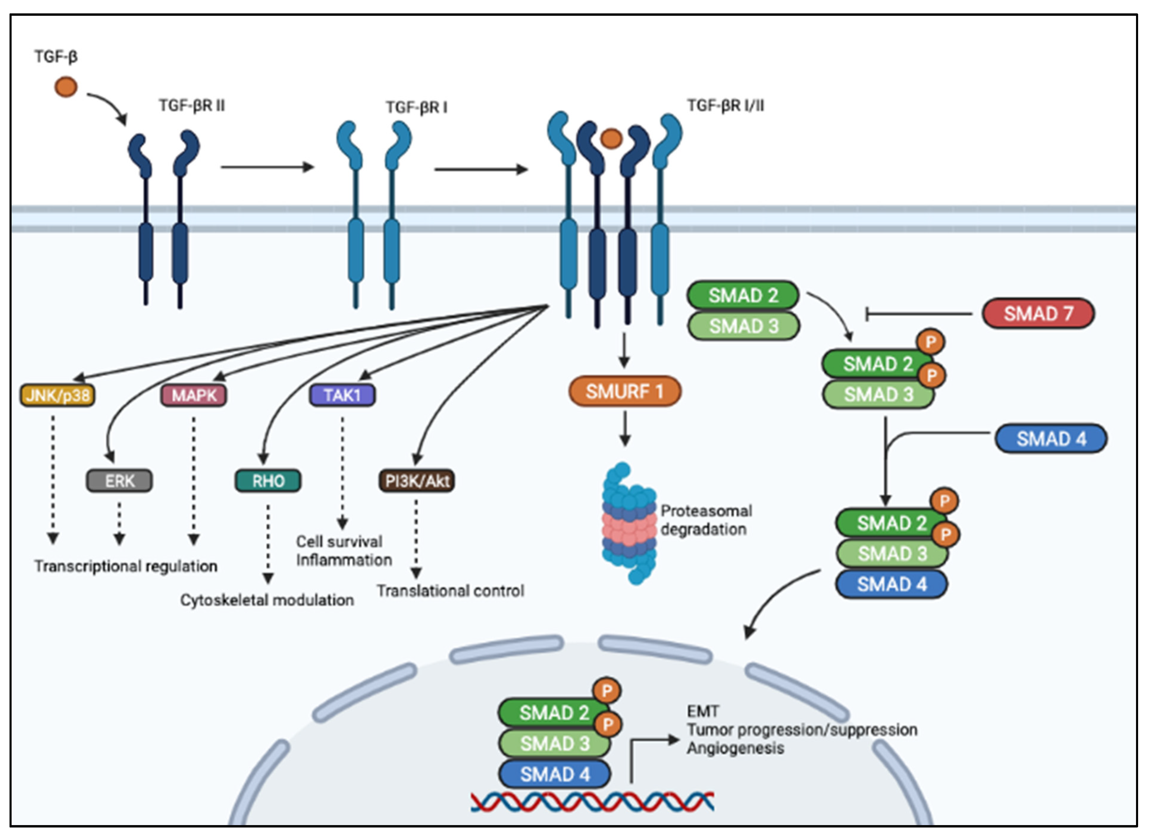 Cancers 13 03960 g001