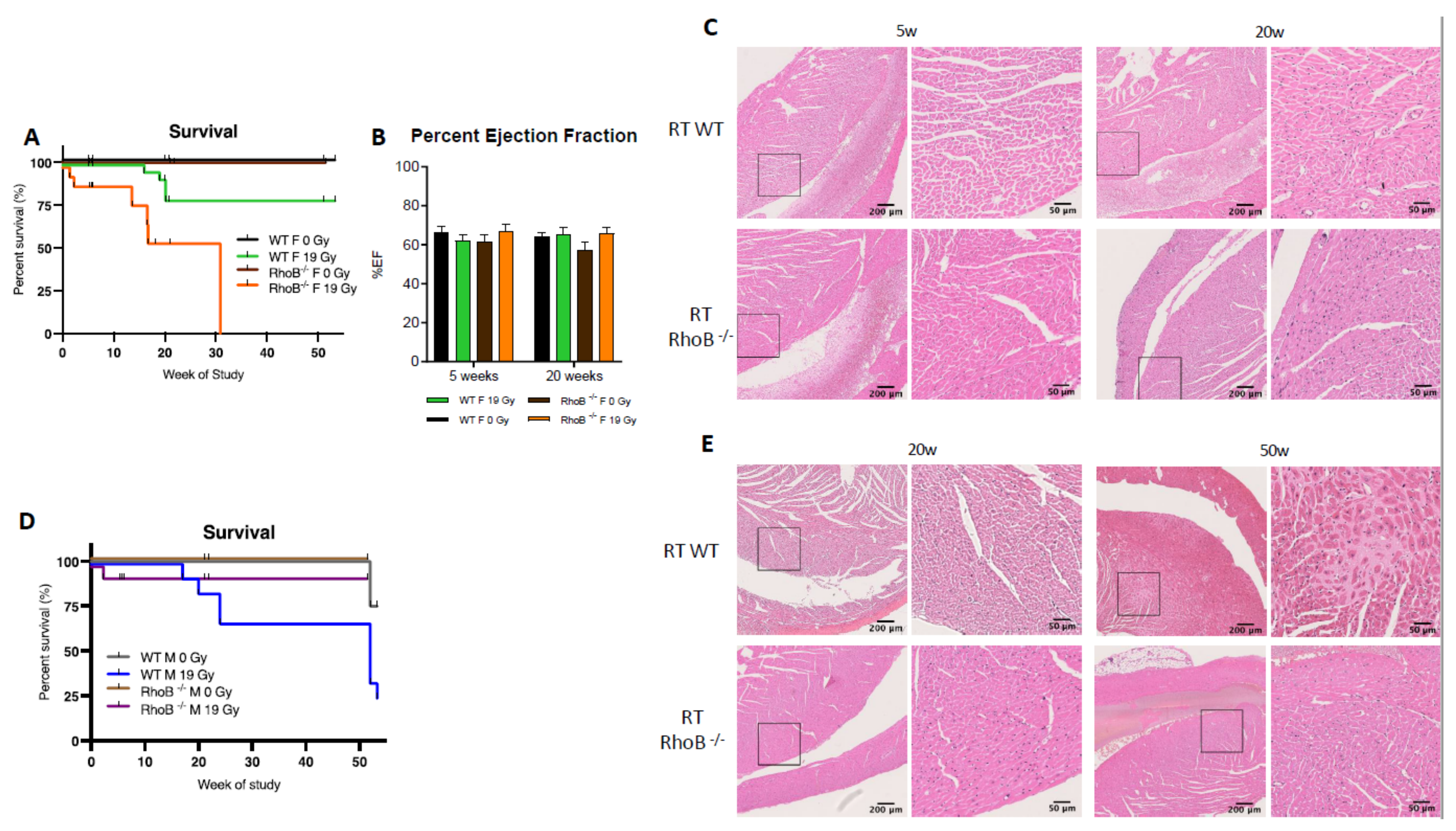 Cancers 13 03973 g005