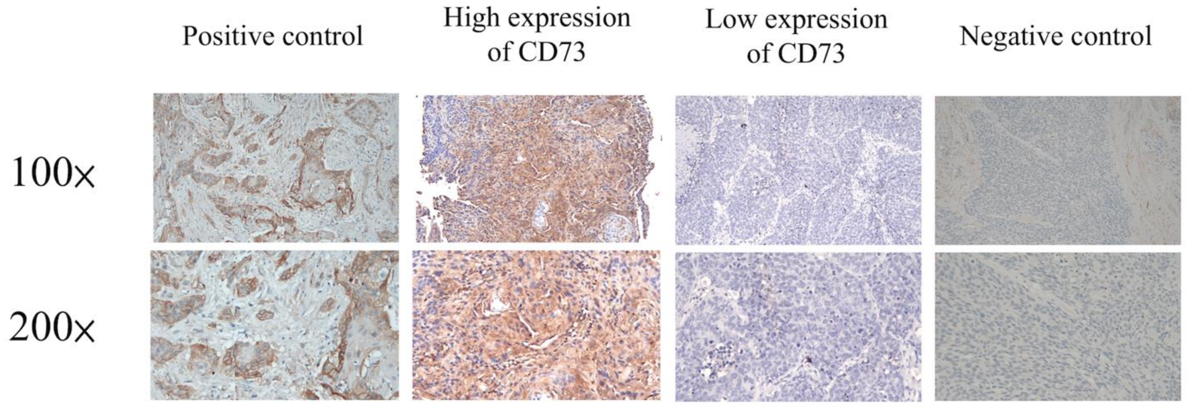 Cancers 13 03982 g001