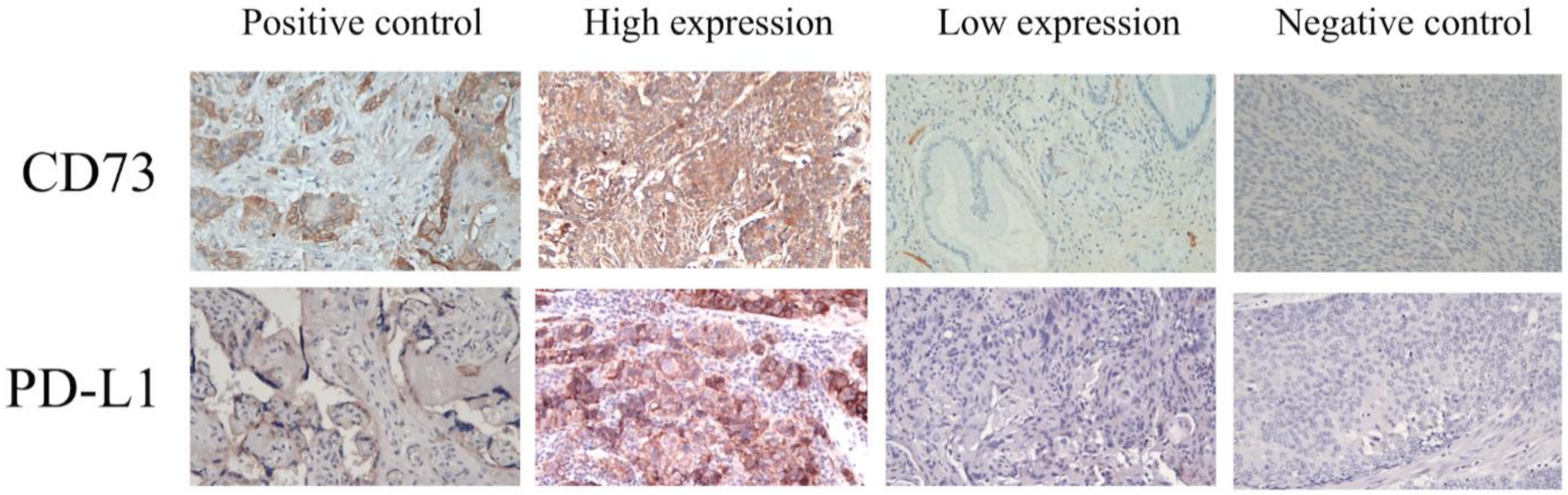 Cancers 13 03982 g003