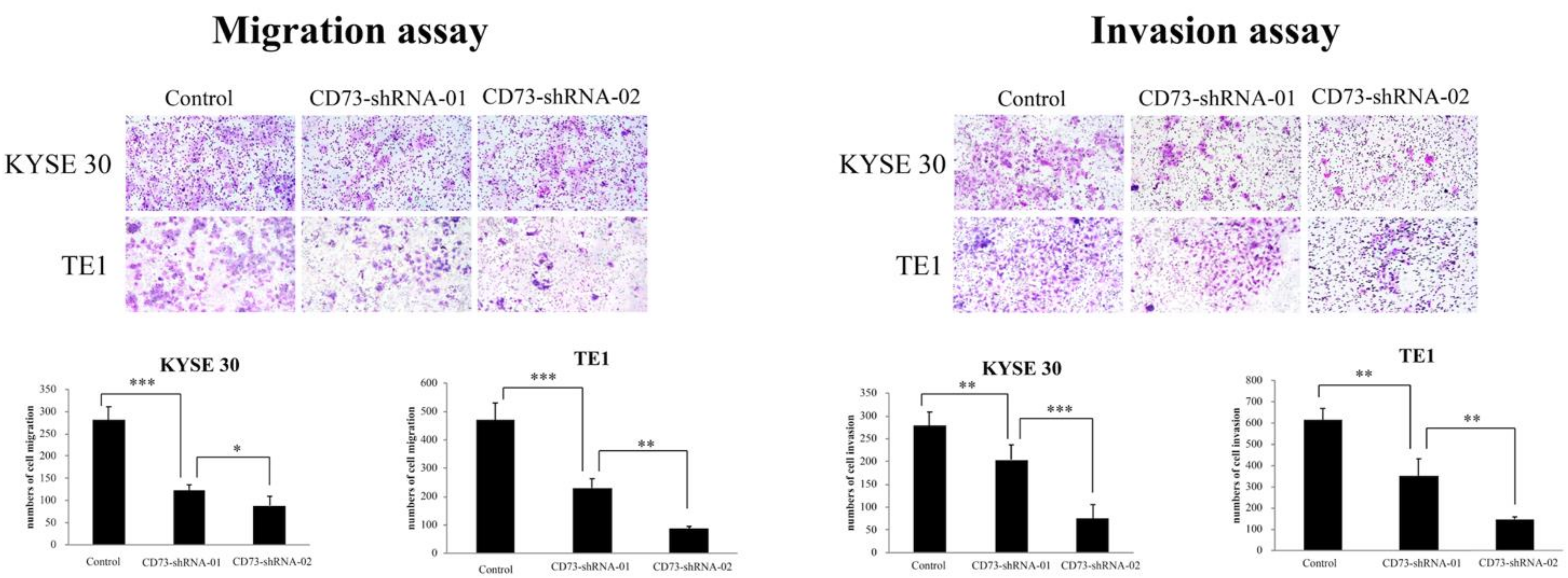 Cancers 13 03982 g004
