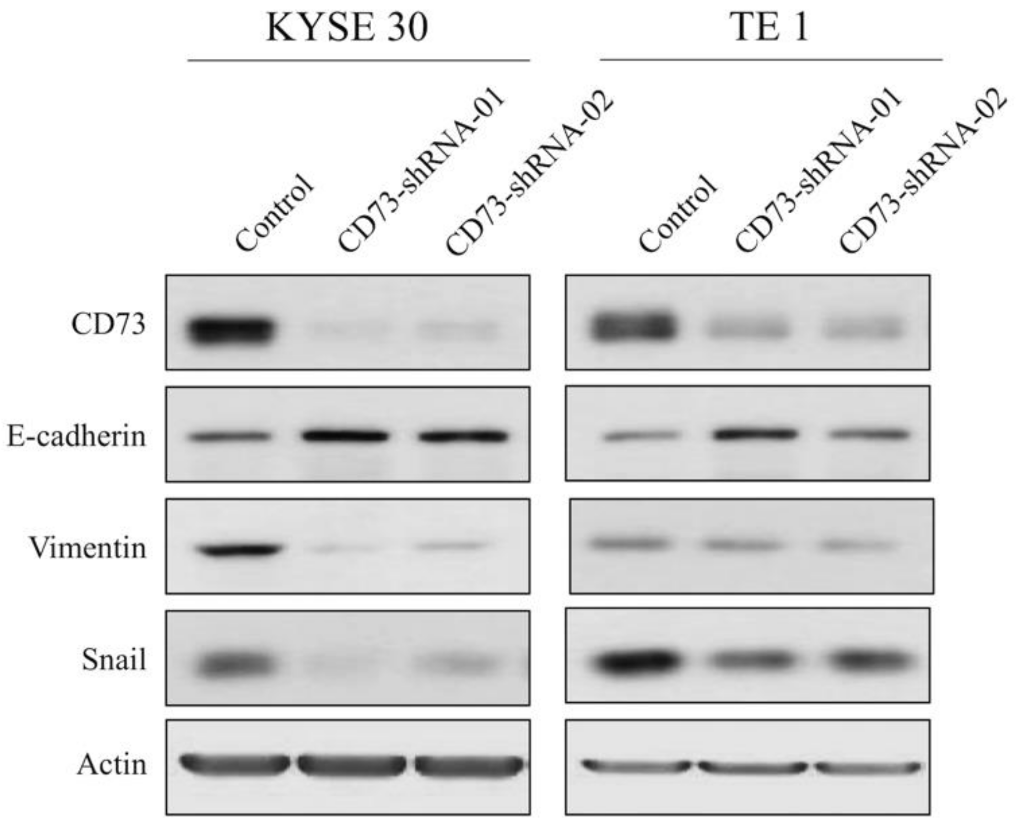 Cancers 13 03982 g005