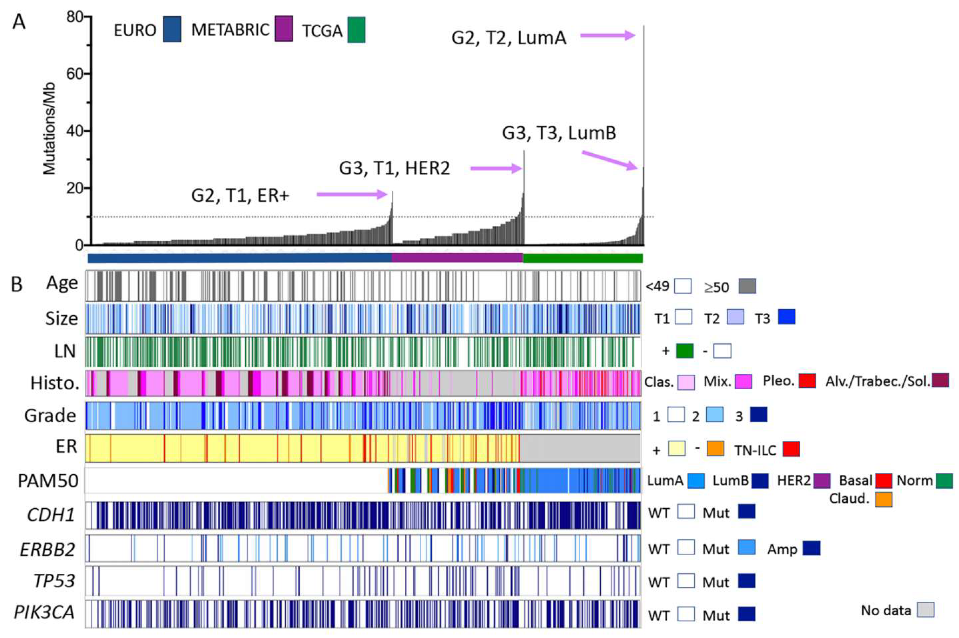 Cancers 13 04010 g001