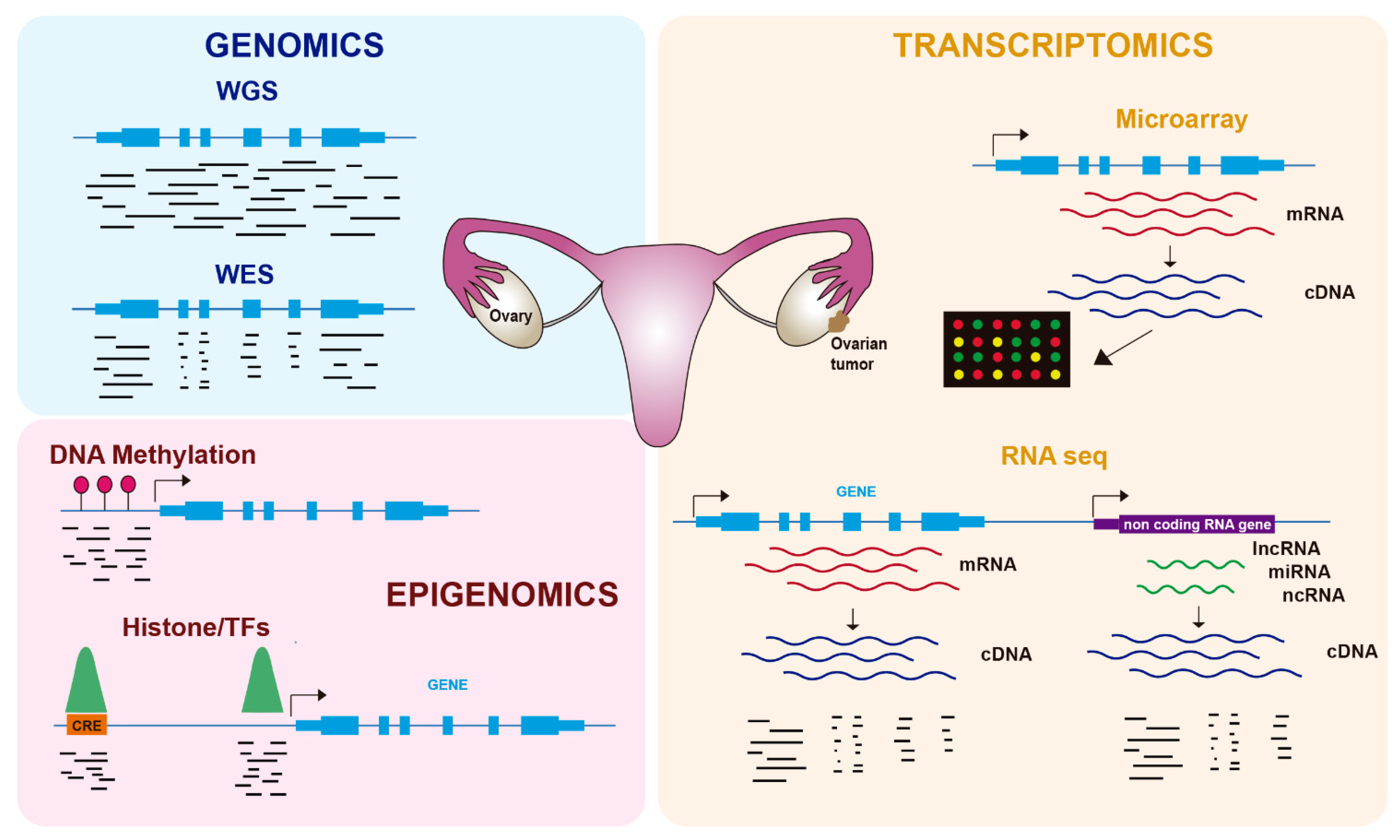 Cancers 13 04029 g001