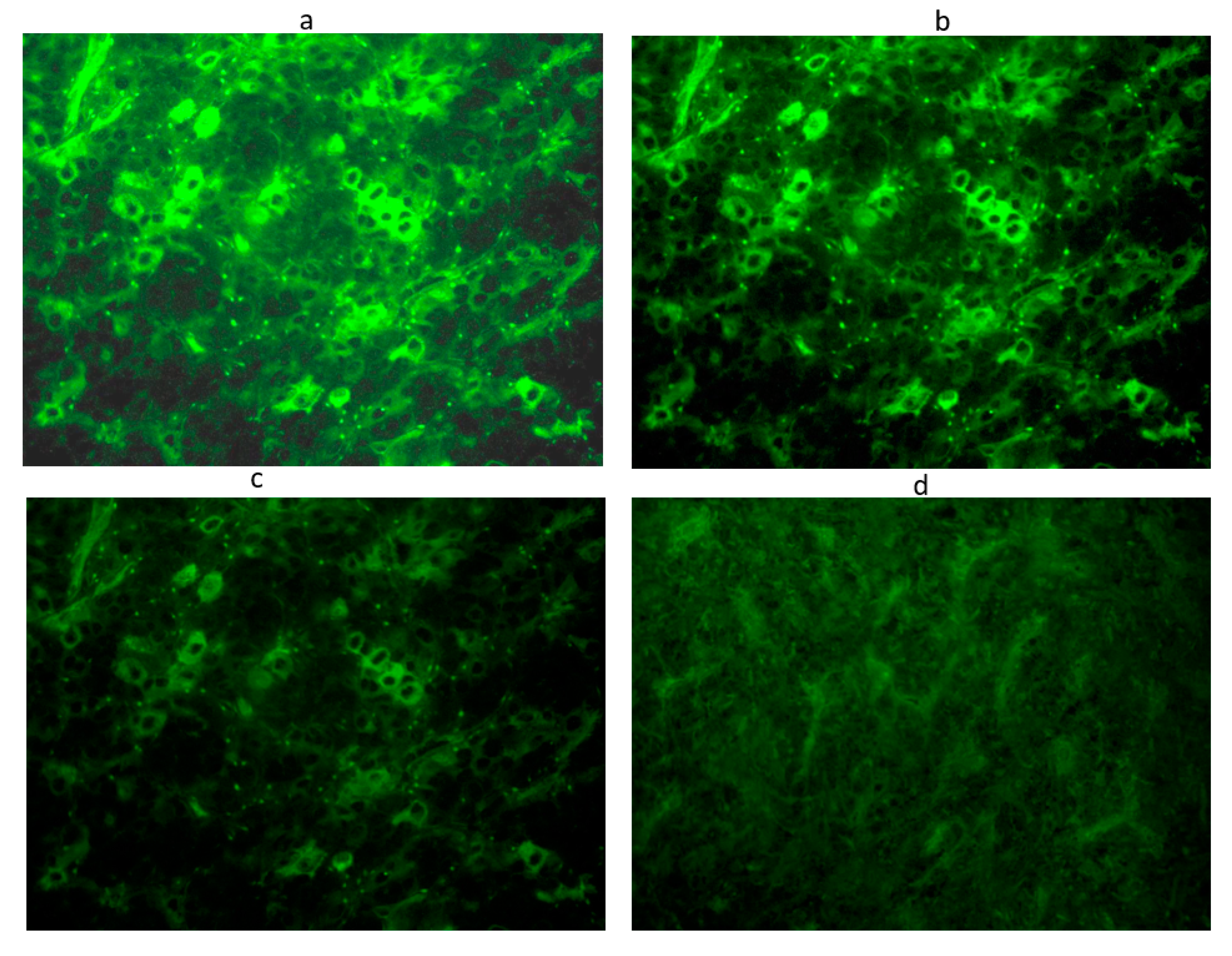 Cancers 13 04036 g001