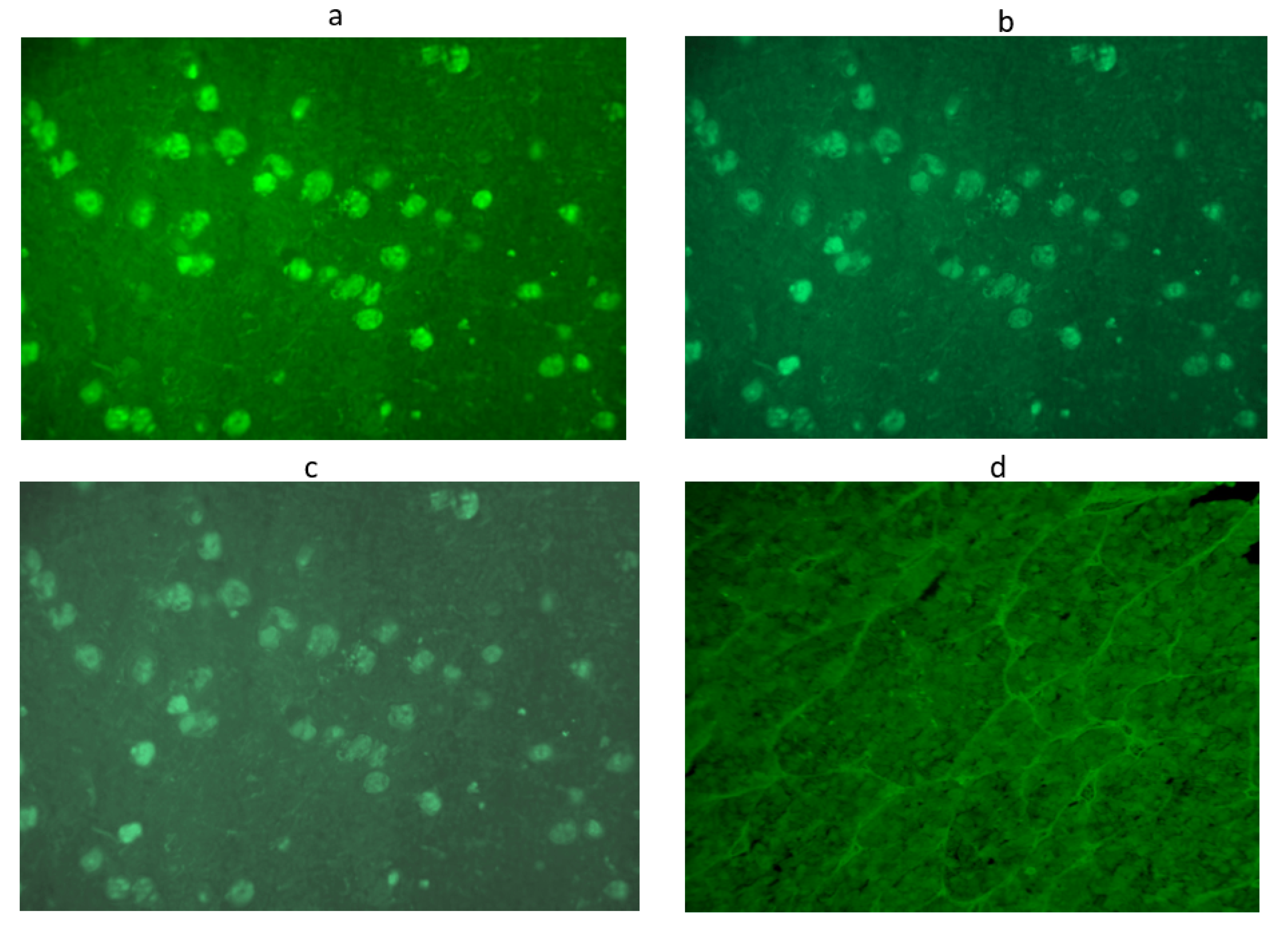 Cancers 13 04036 g002