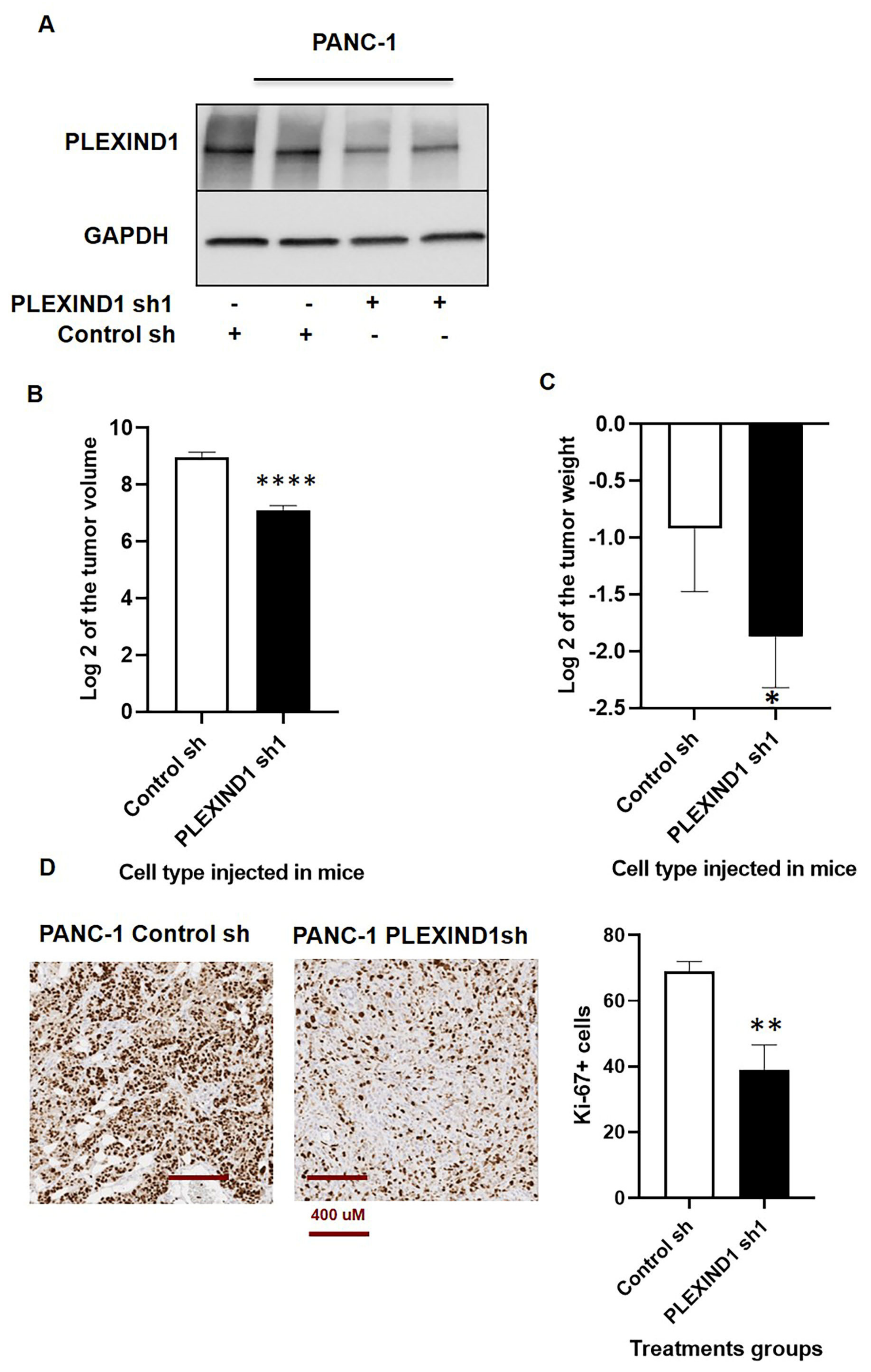 Cancers 13 04048 g002