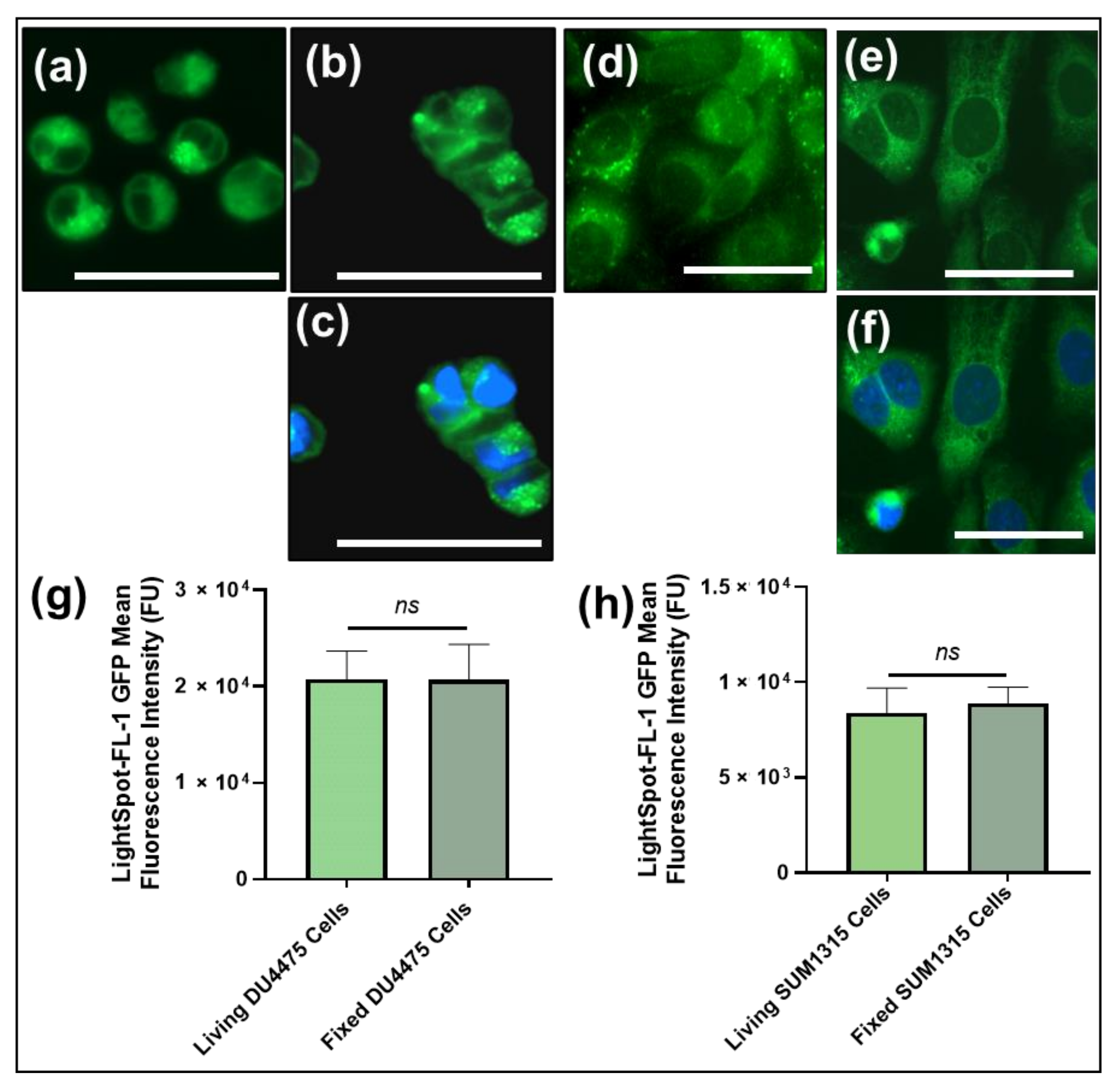 Cancers 13 04050 g003