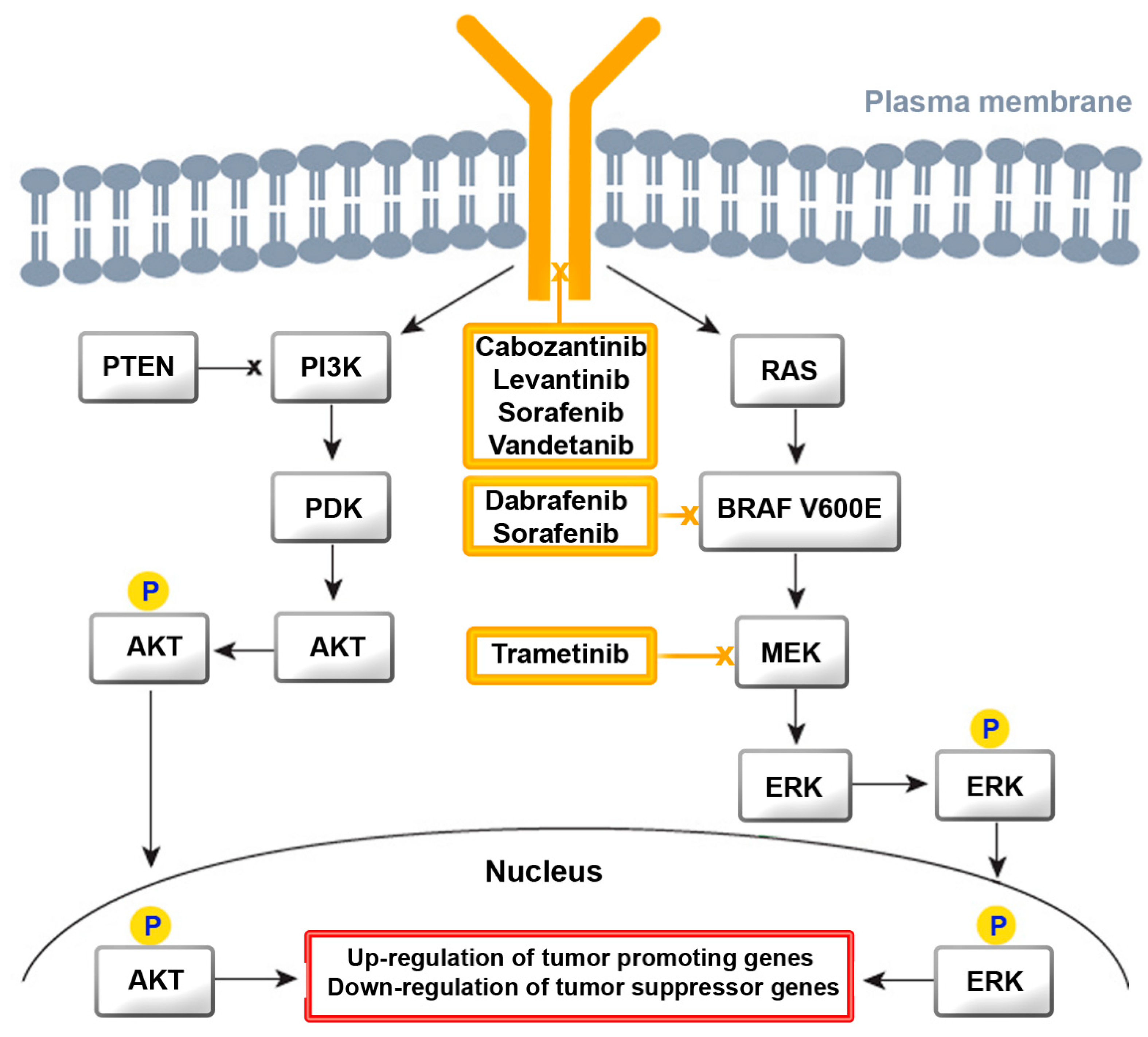 Cancers 13 04063 g002