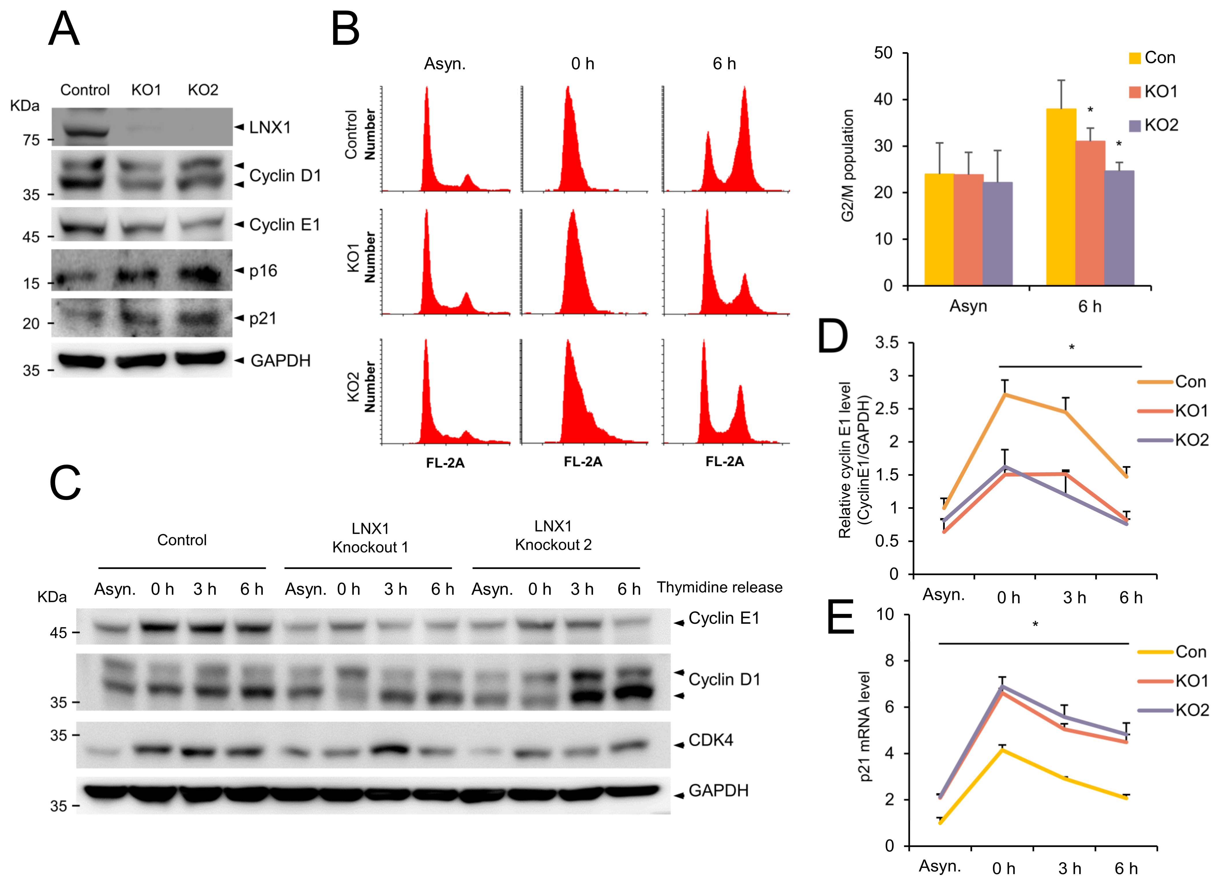 Cancers 13 04066 g004