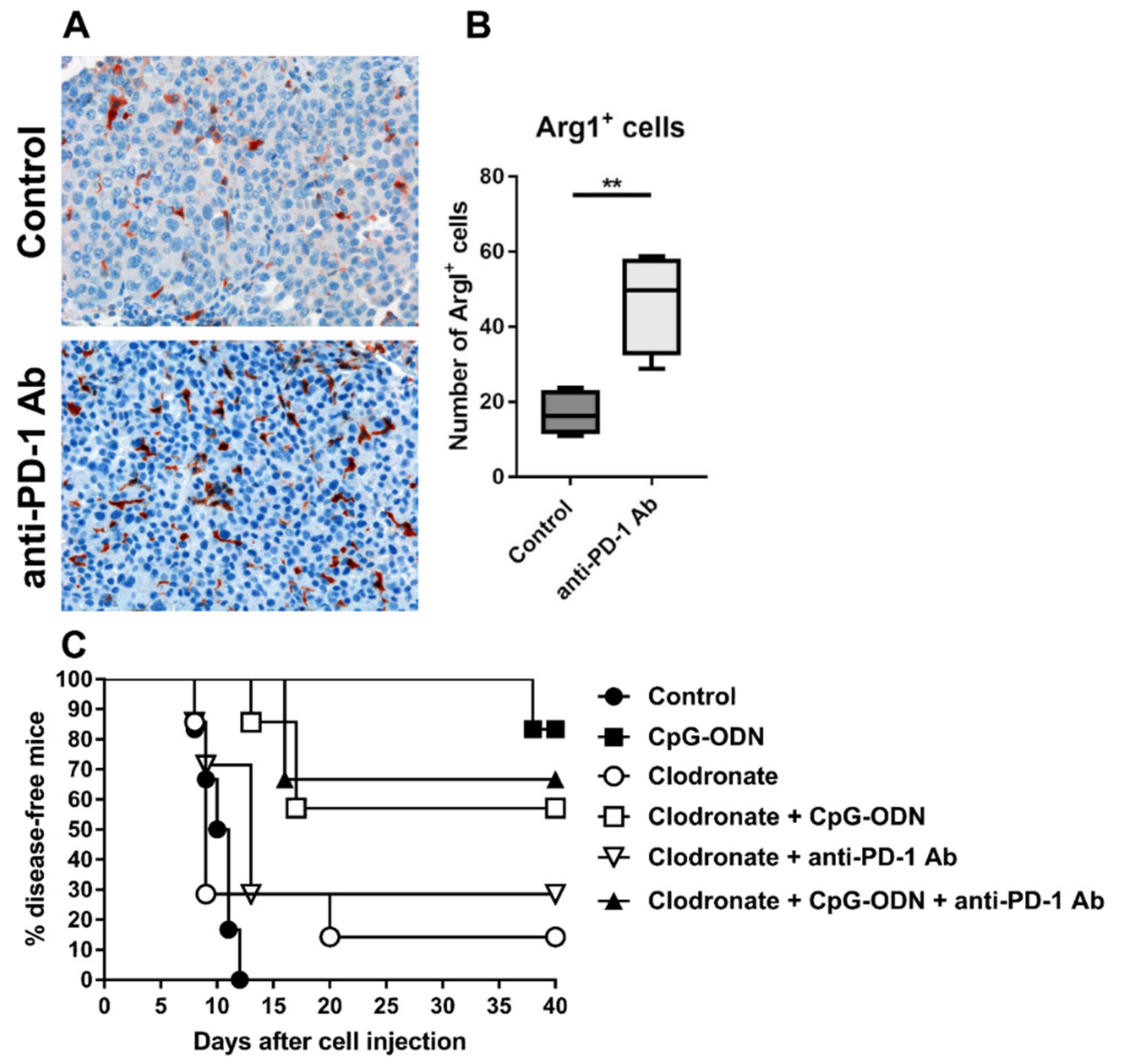 Cancers 13 04081 g003