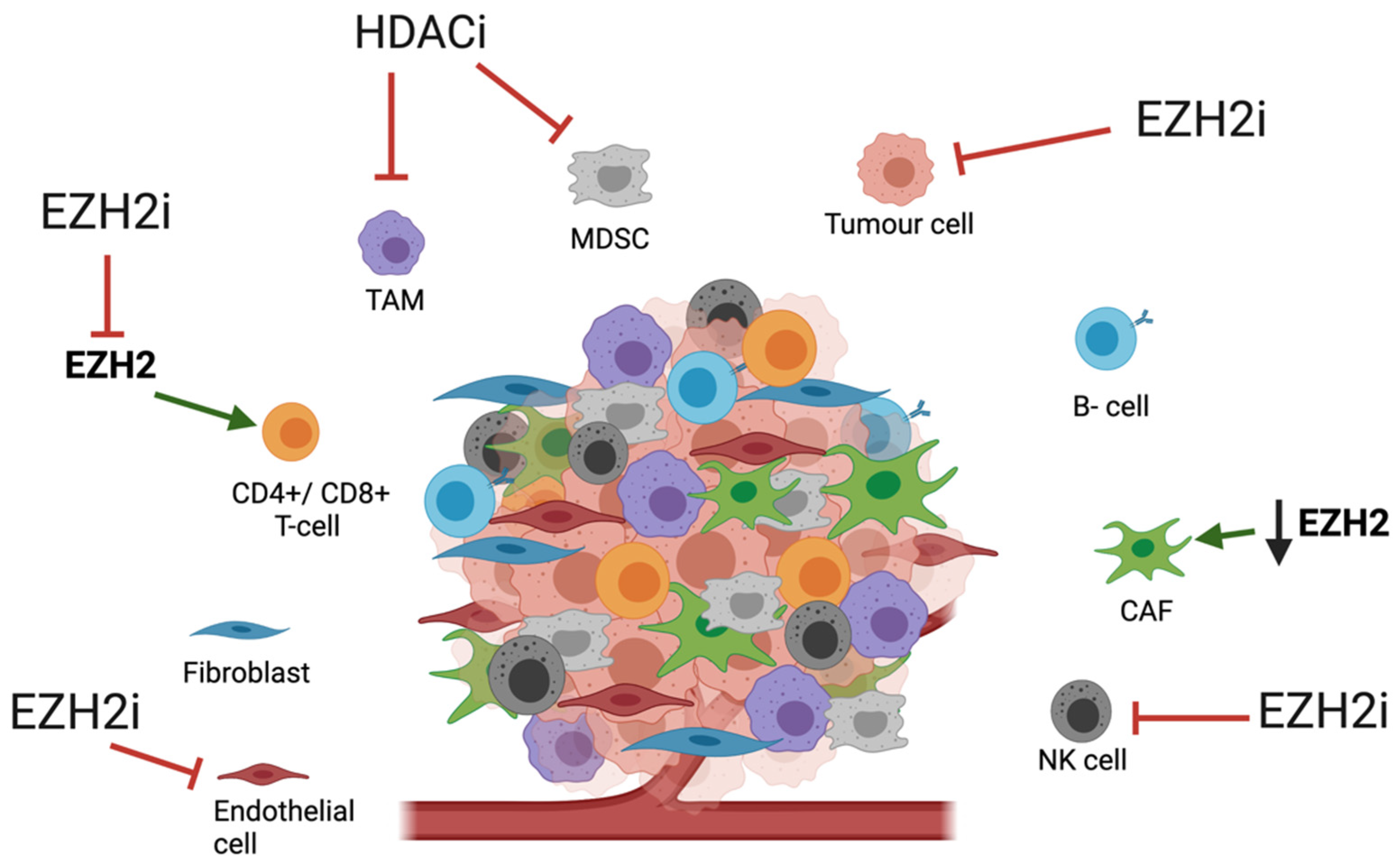 Cancers 13 04084 g001