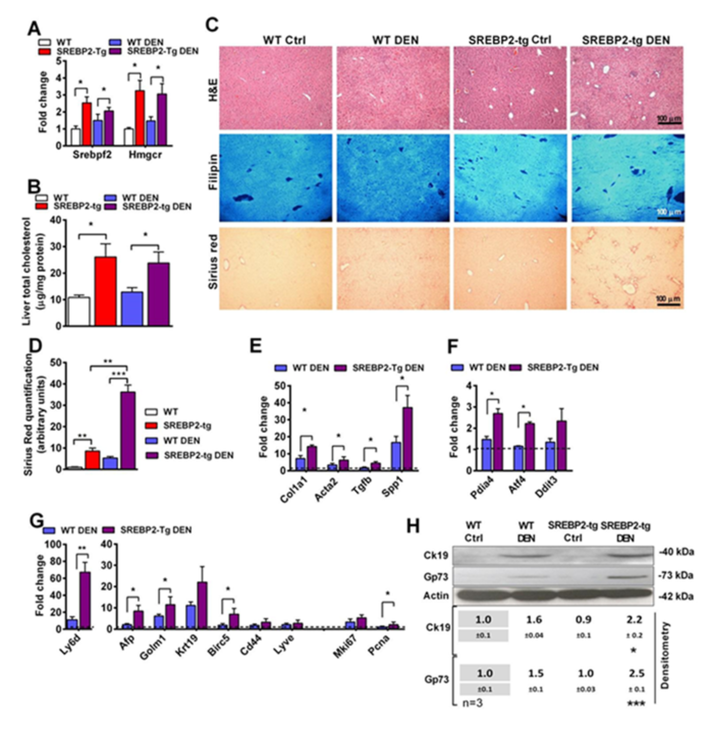 Cancers 13 04091 g003