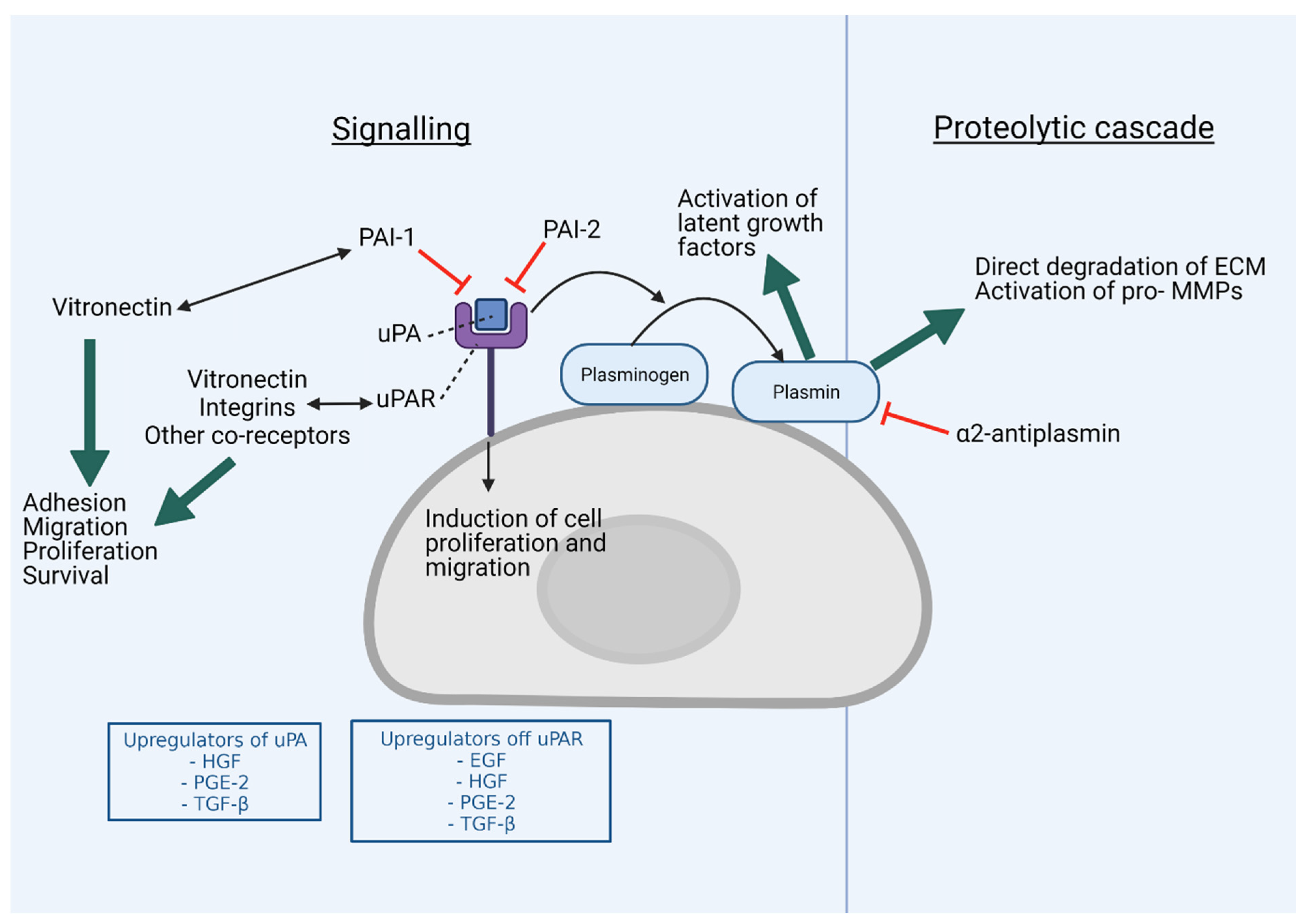 Cancers 13 04097 g001