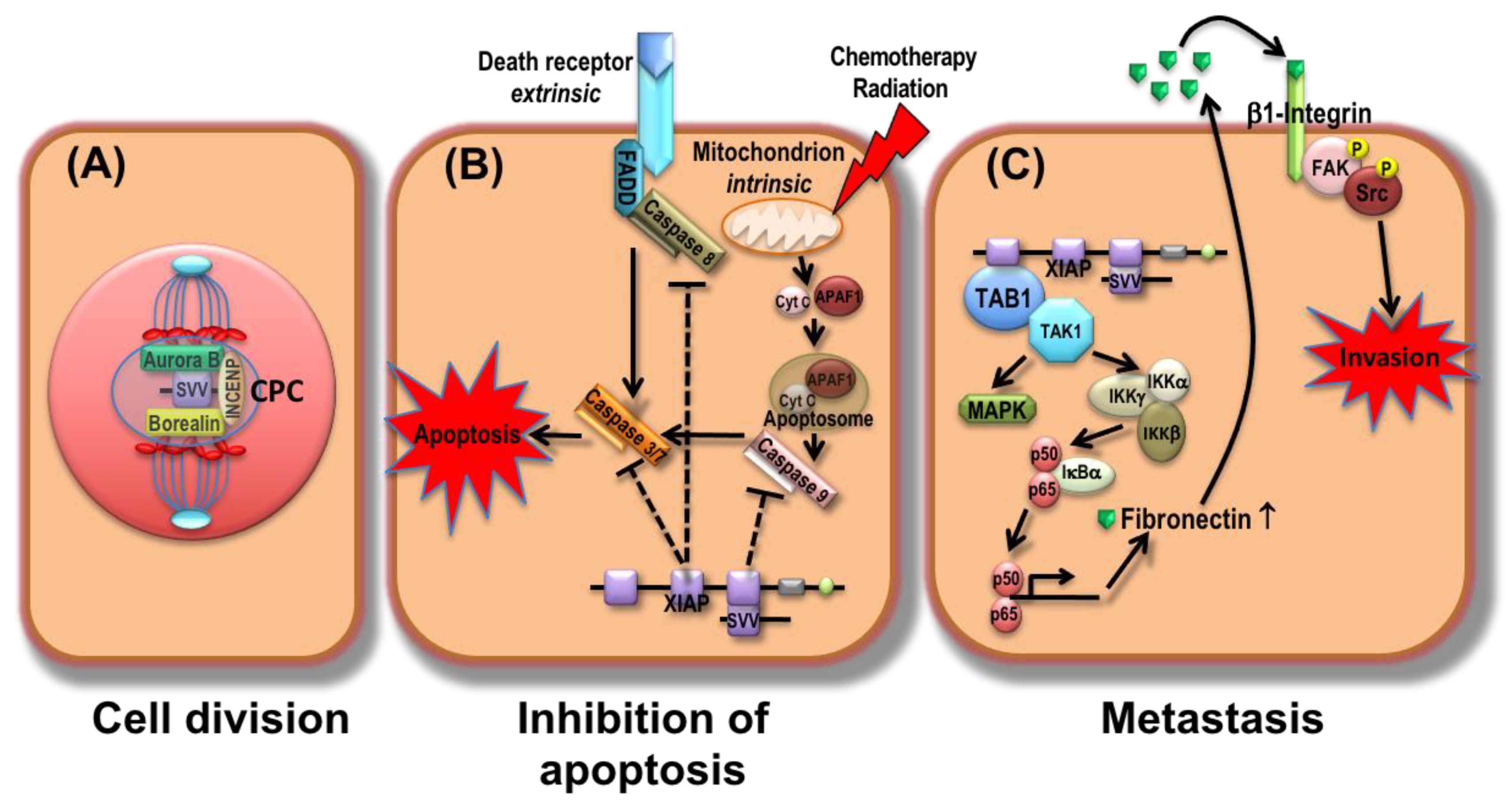 Cancers 13 04098 g001 Cancers 13 04098 g001