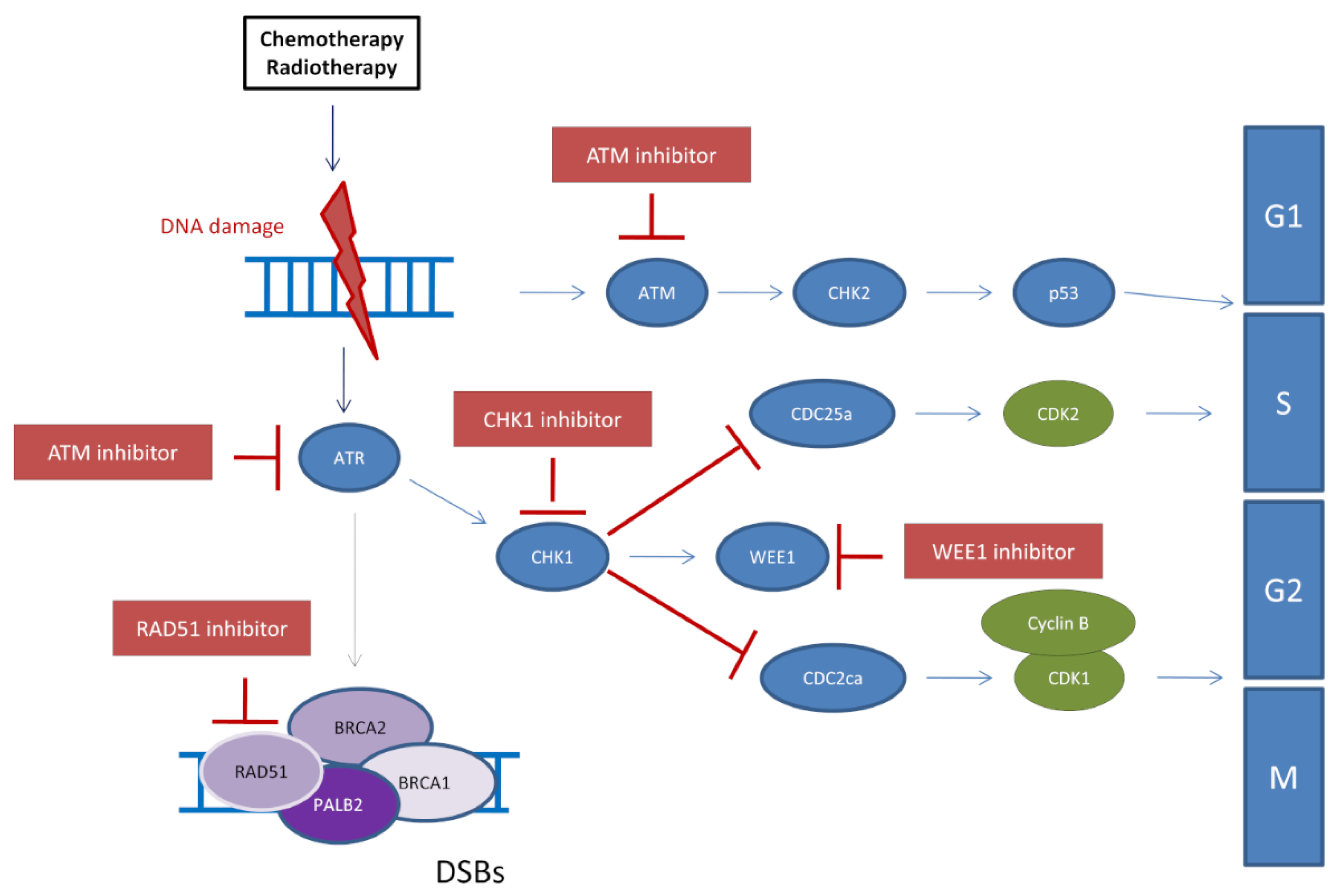 Cancers 13 04132 g002