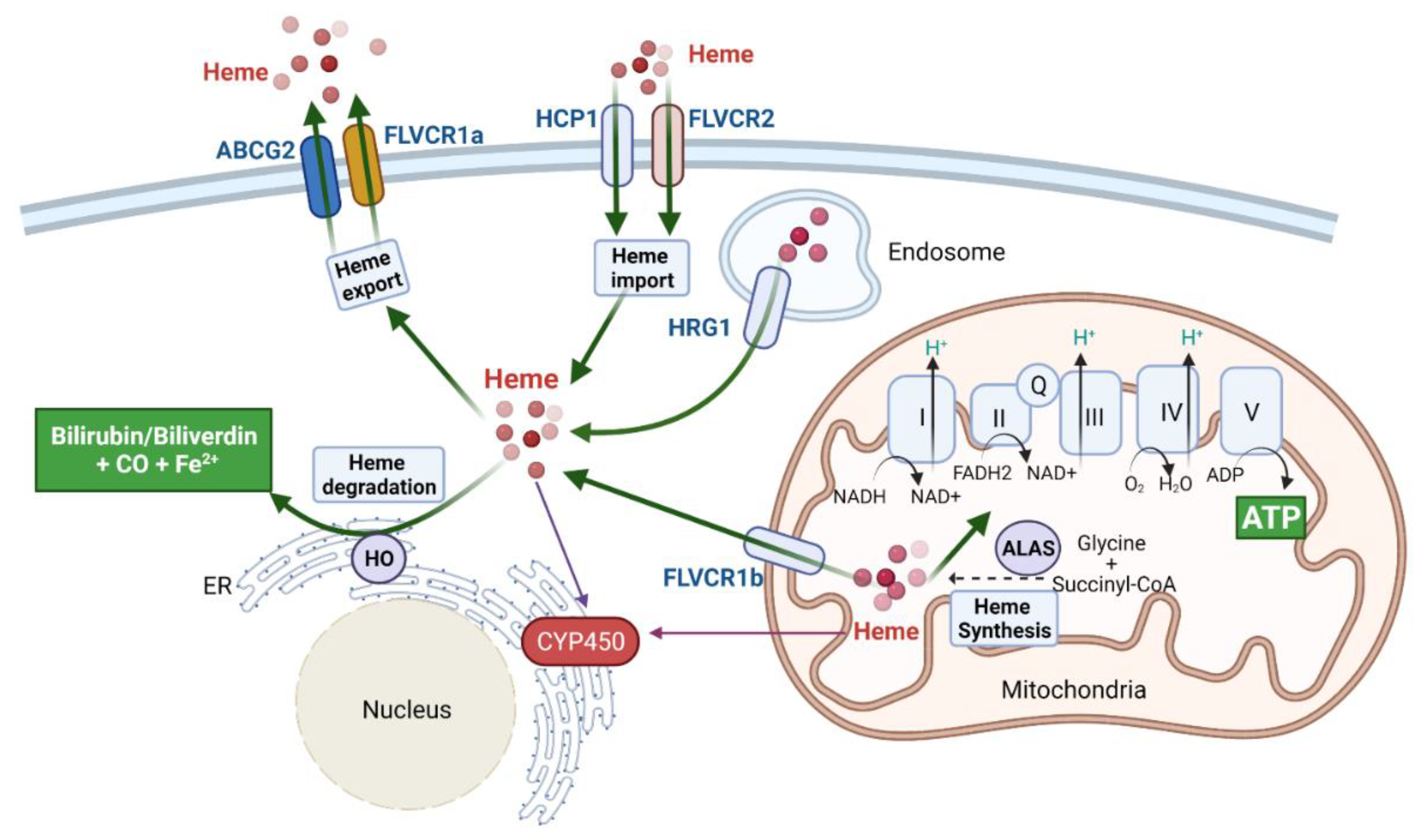 Cancers 13 04142 g001