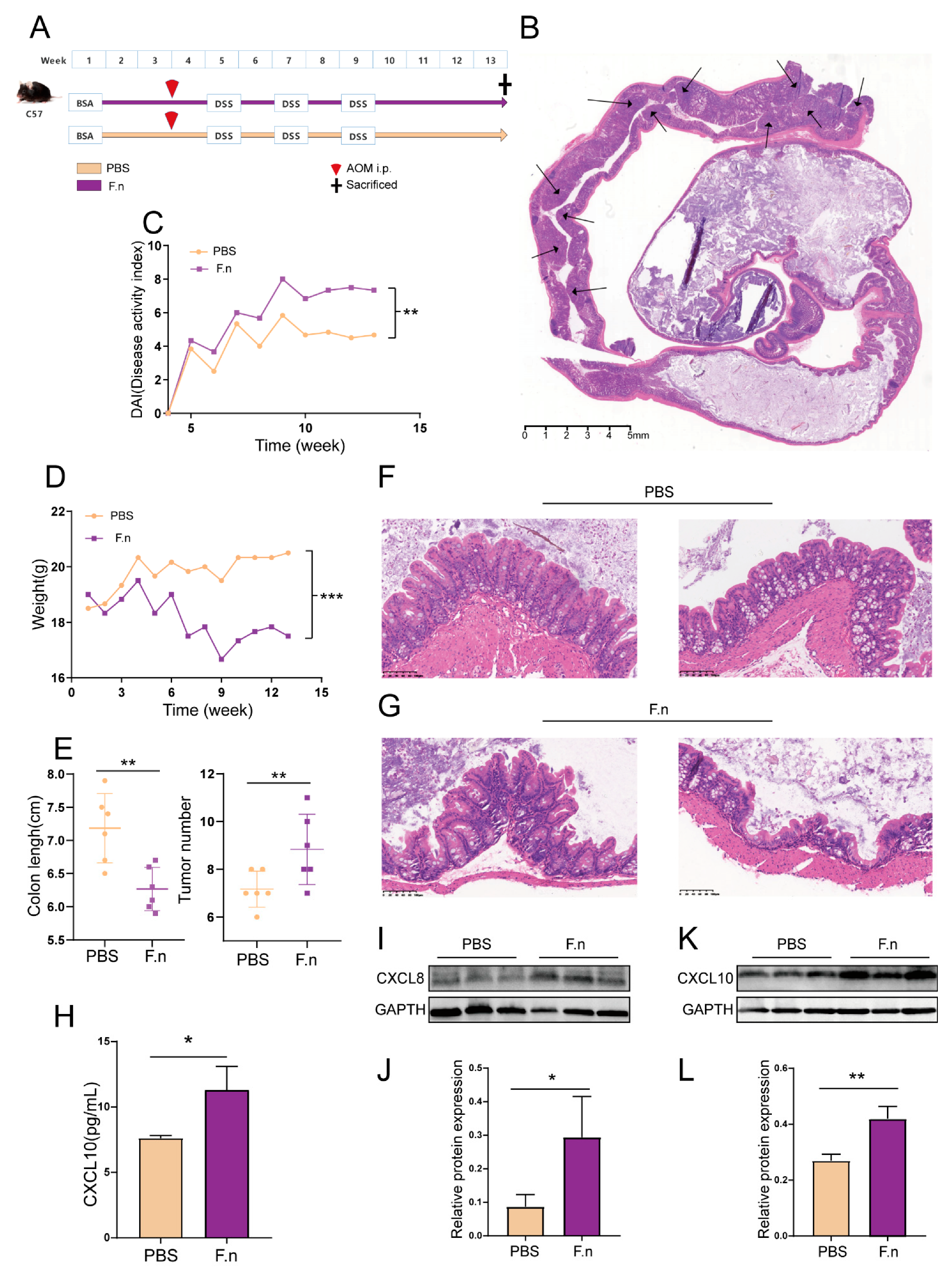 Cancers 13 04153 g012