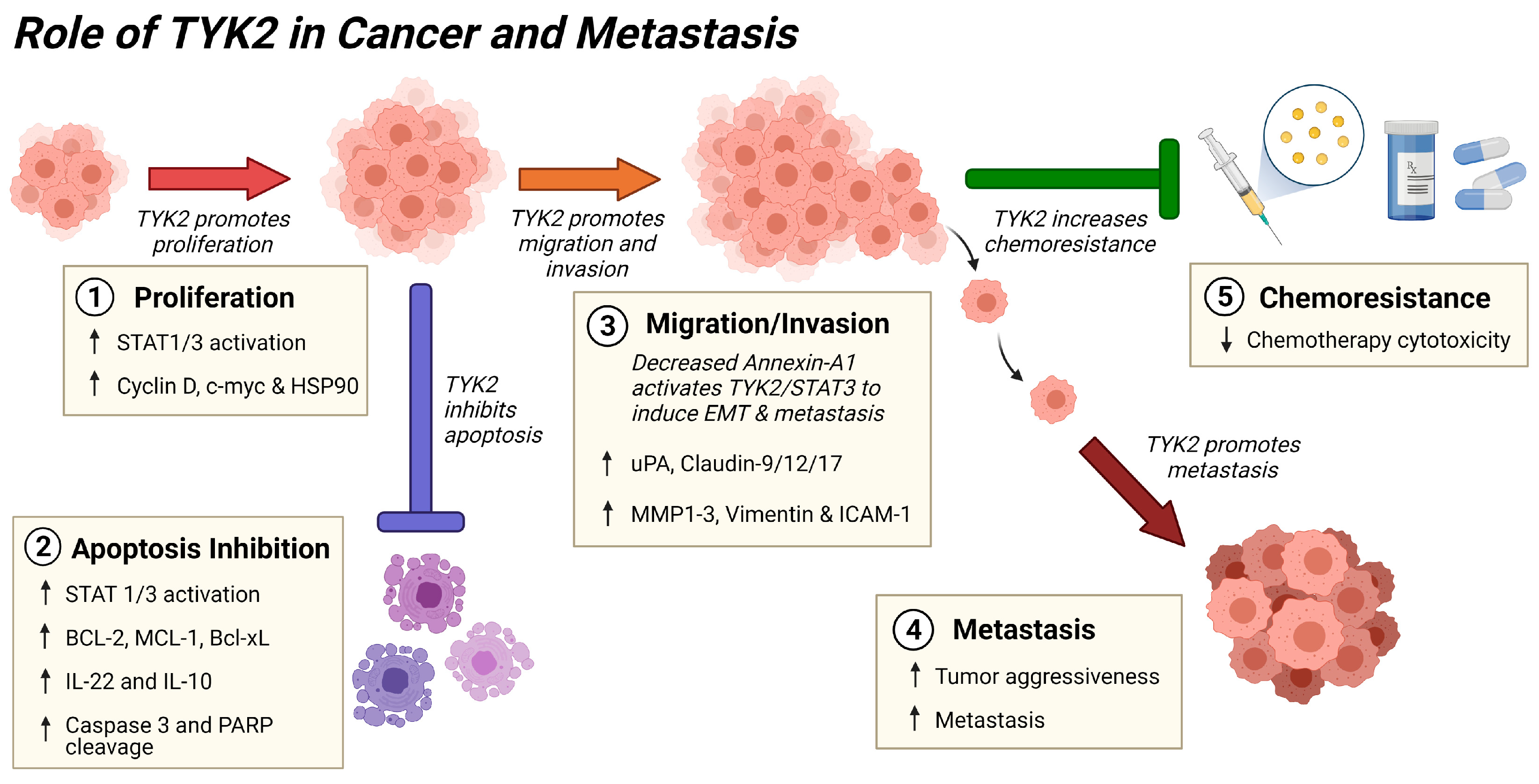 Cancers 13 04171 g003