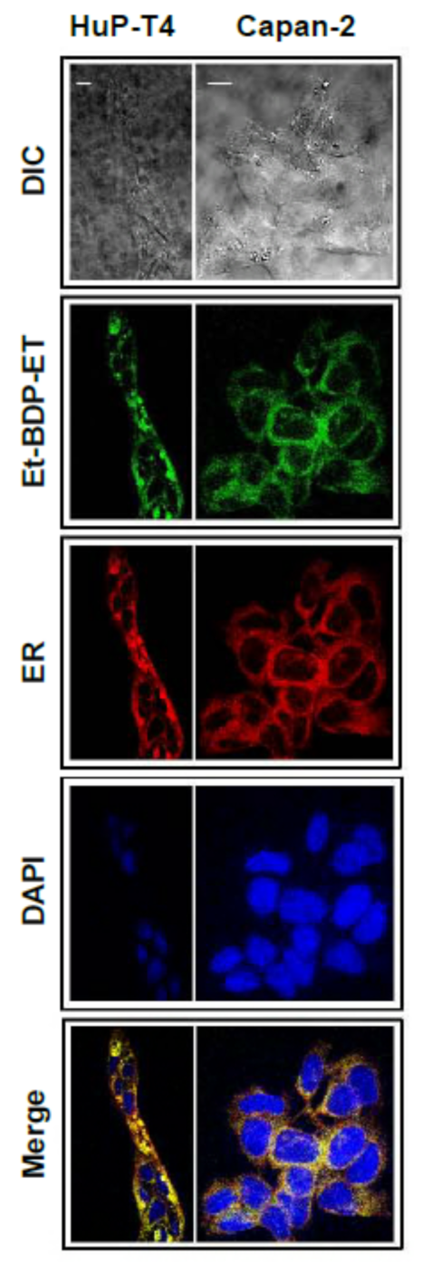 Cancers 13 04173 g007