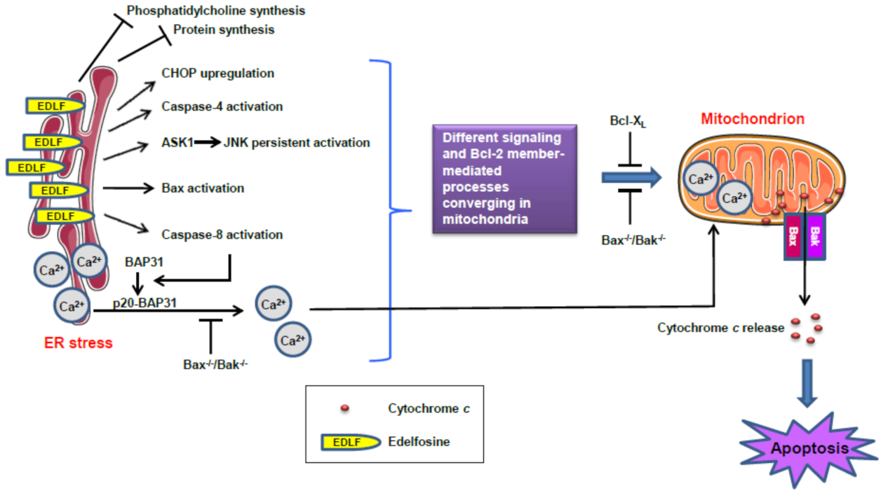 Cancers 13 04173 g011