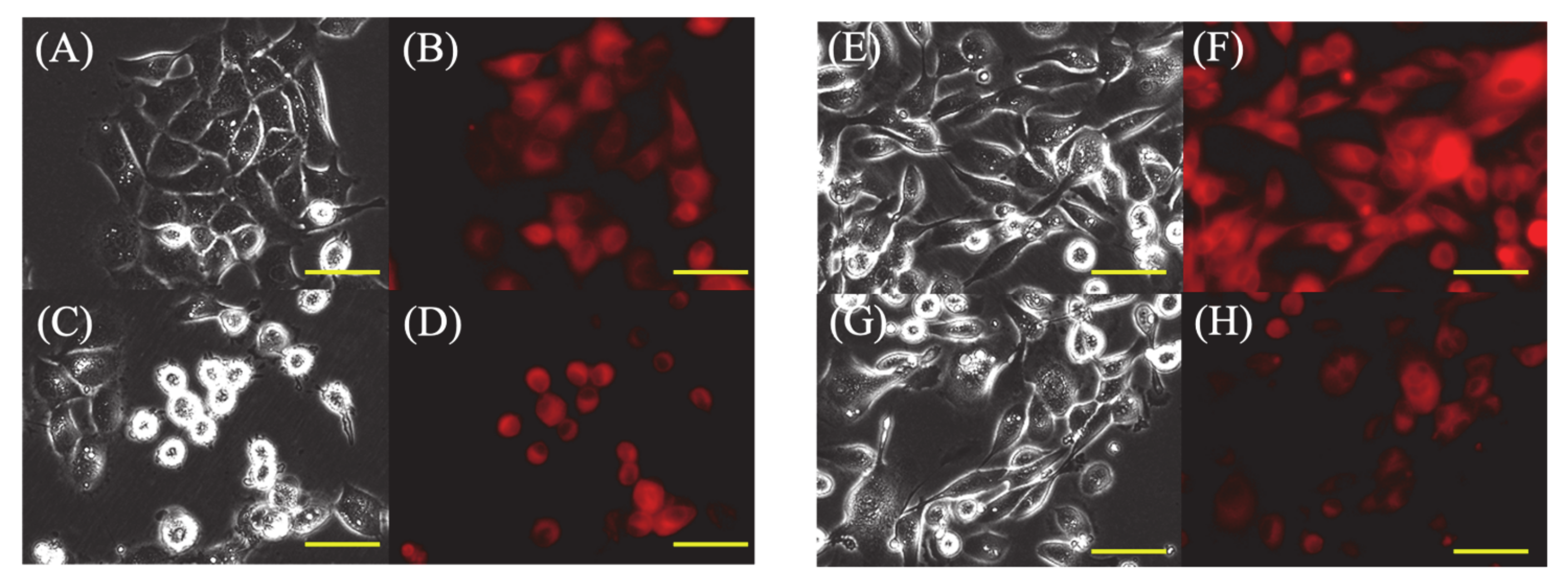 Cancers 13 04174 g002