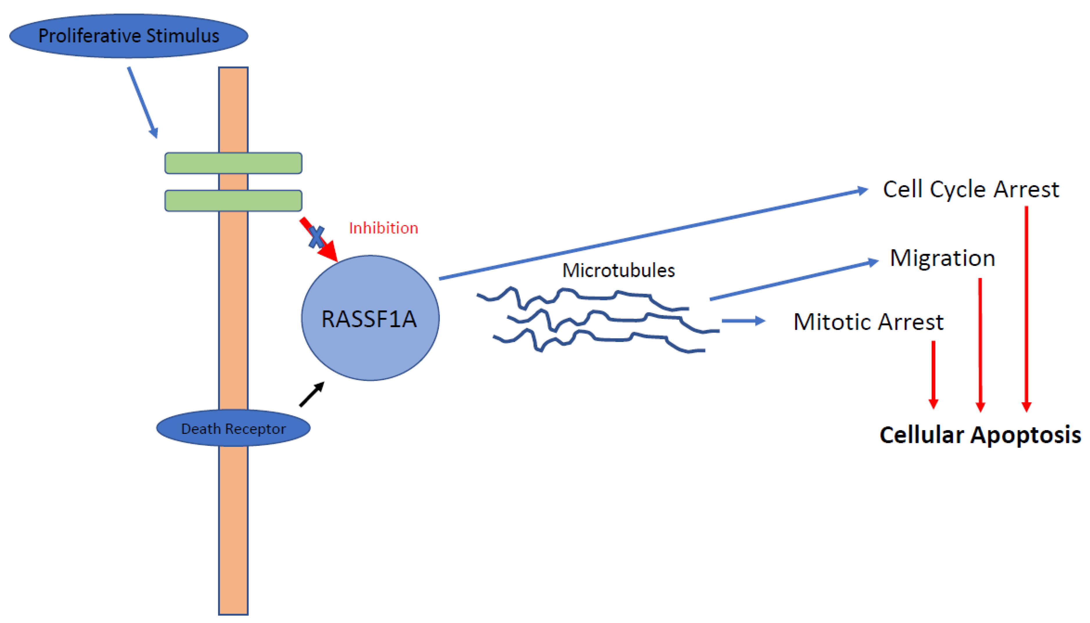 Cancers 13 04181 g001