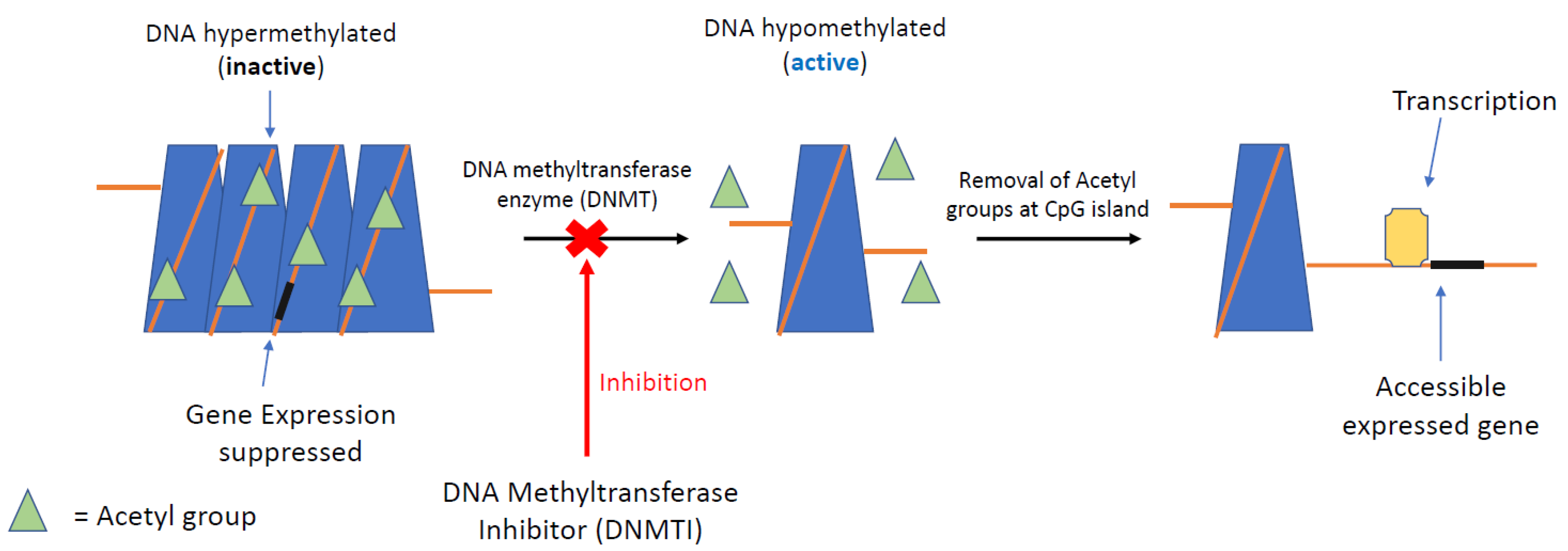 Cancers 13 04181 g003