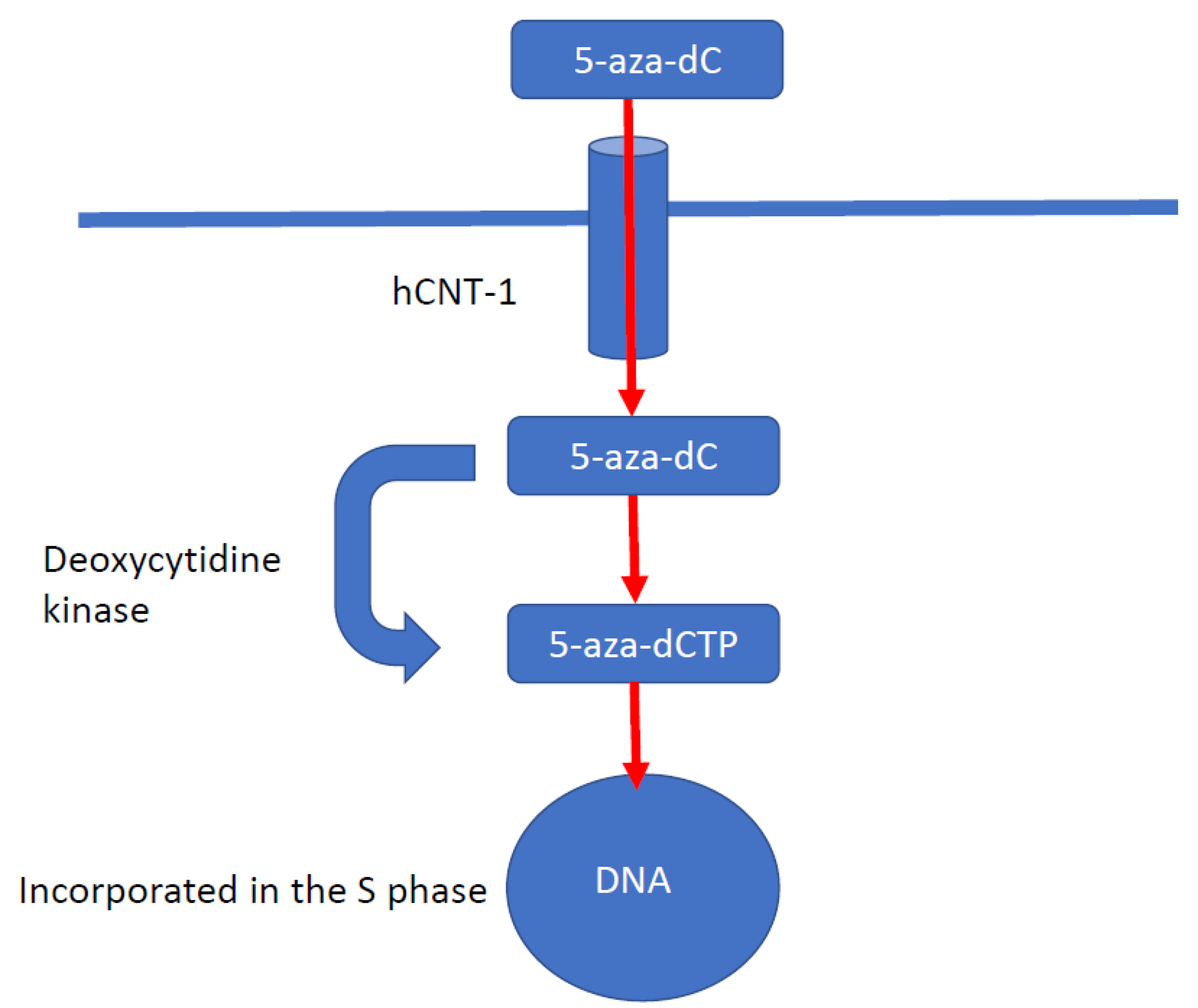 Cancers 13 04181 g004